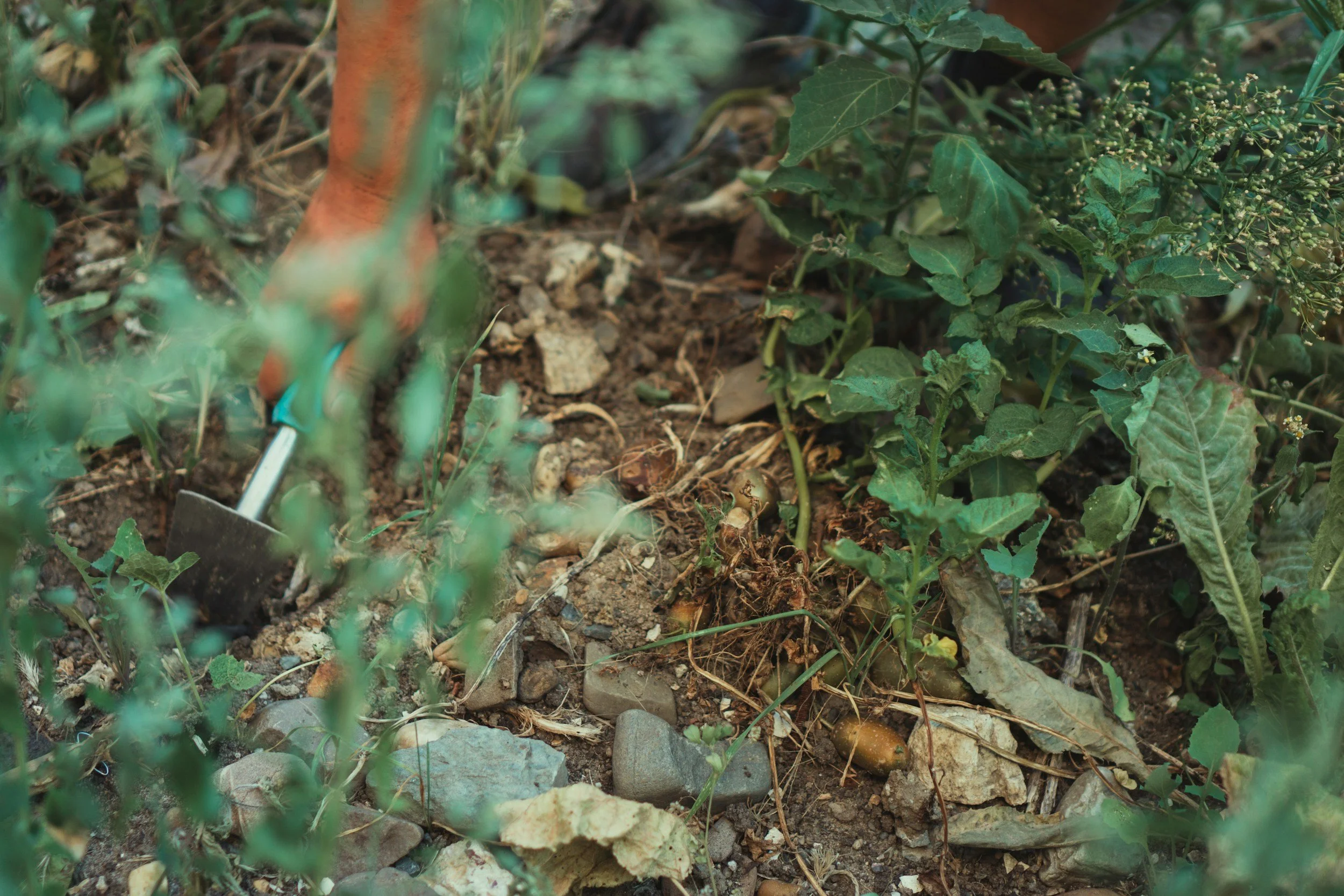 Signs of Bad Garden Soil (And How to Fix It Naturally)