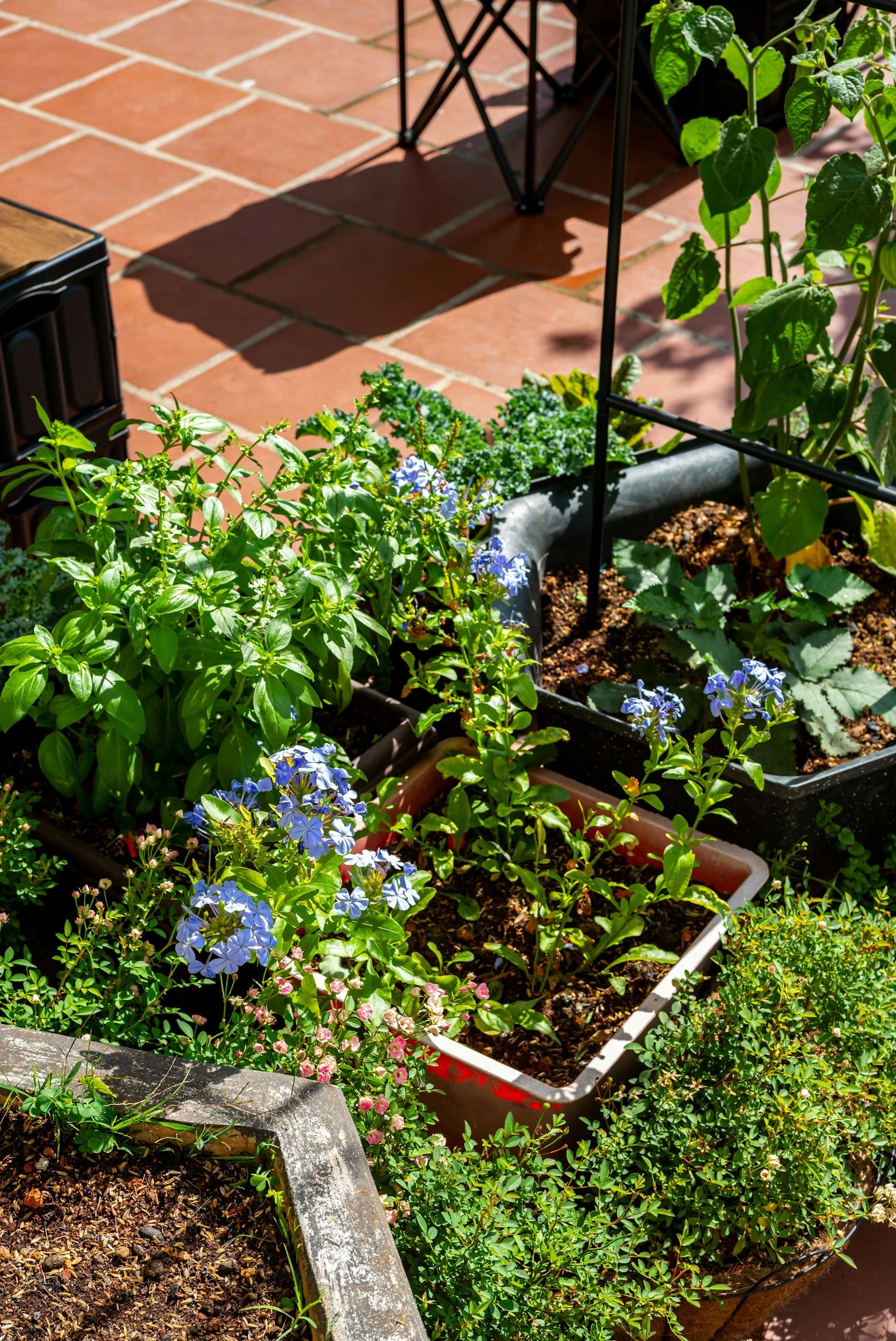 a small patio garden with herbs and flowers