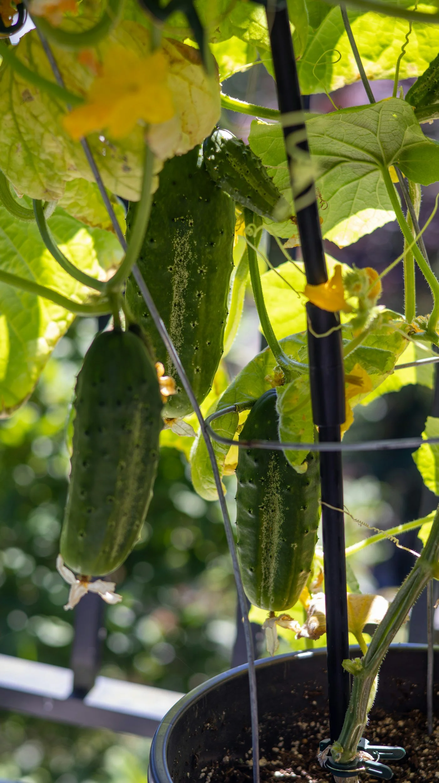 cucumber plant growing in a pot