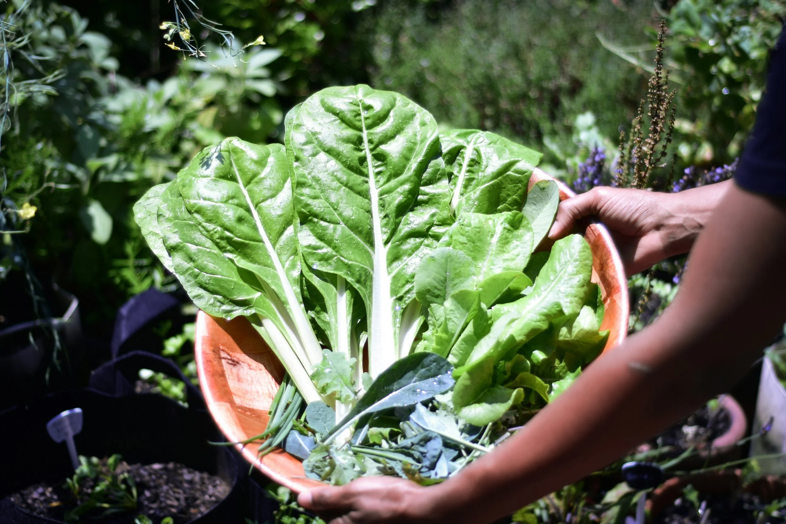 Grow These 7 Crops to Help Cut Summer Grocery Costs