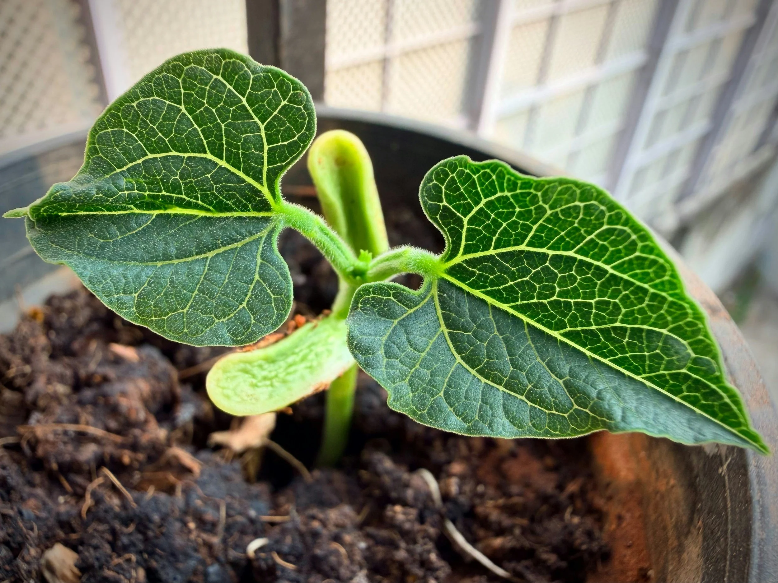 bush bean sprouting in a container