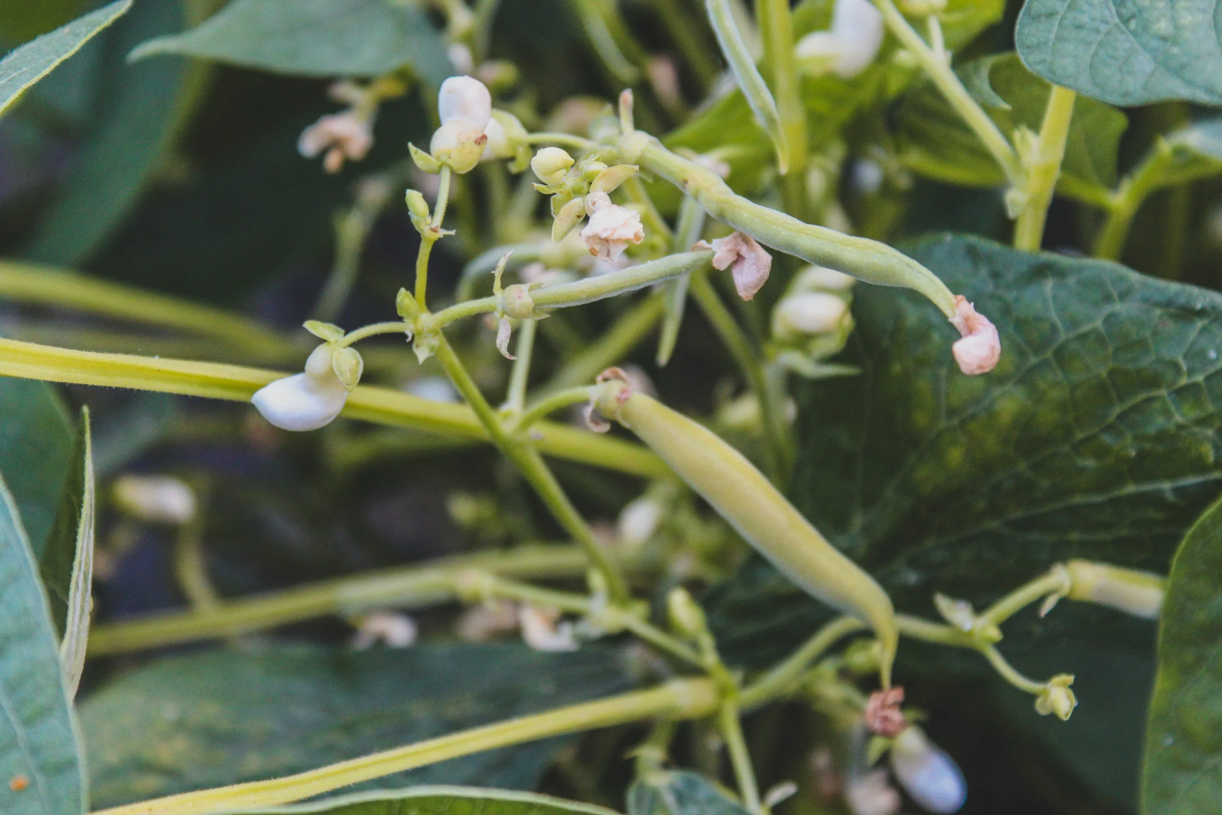 How to Grow Bush Beans in Containers