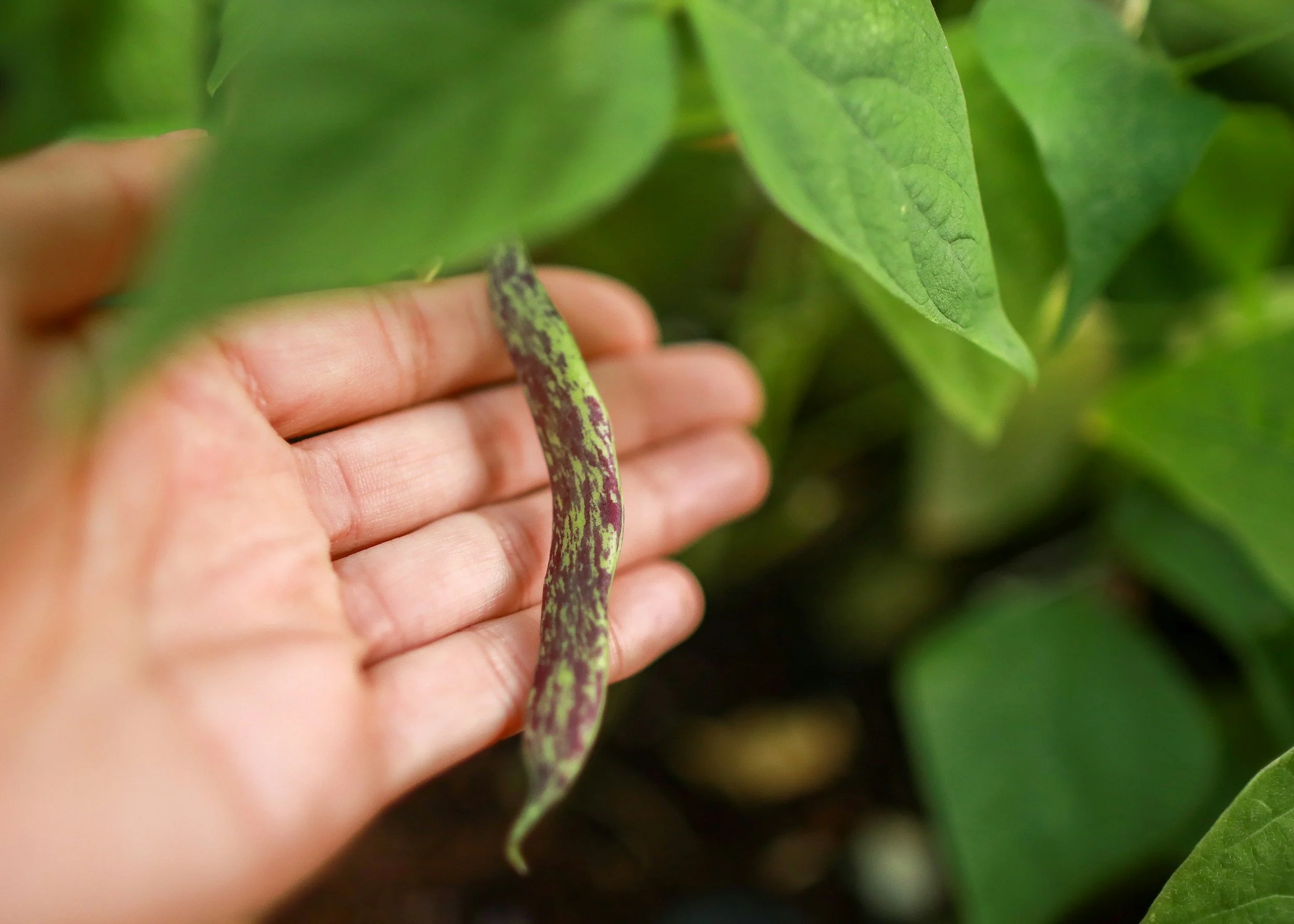 person handling a bush bean plant