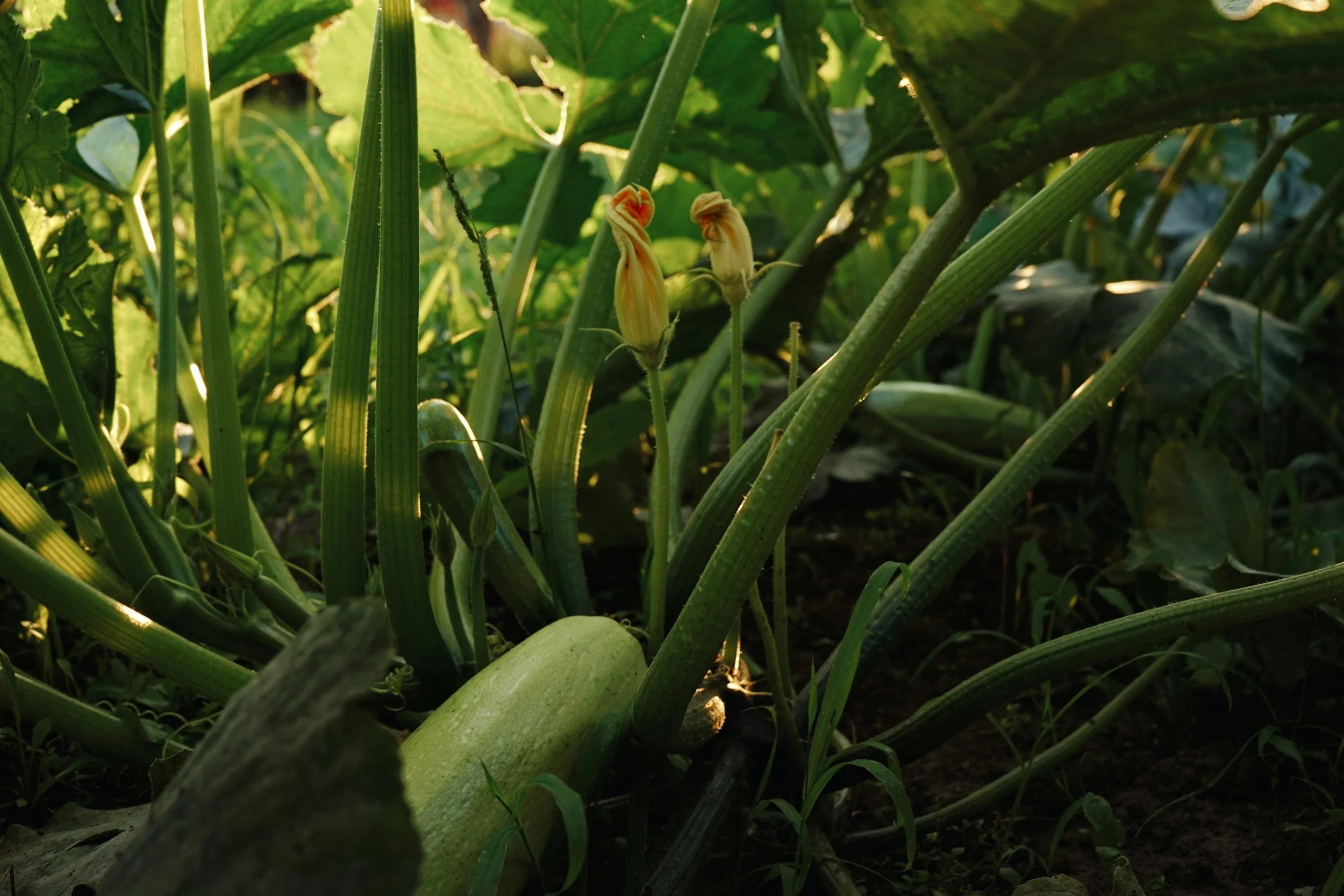 How to Grow Zucchini Without Powdery Mildew Problems