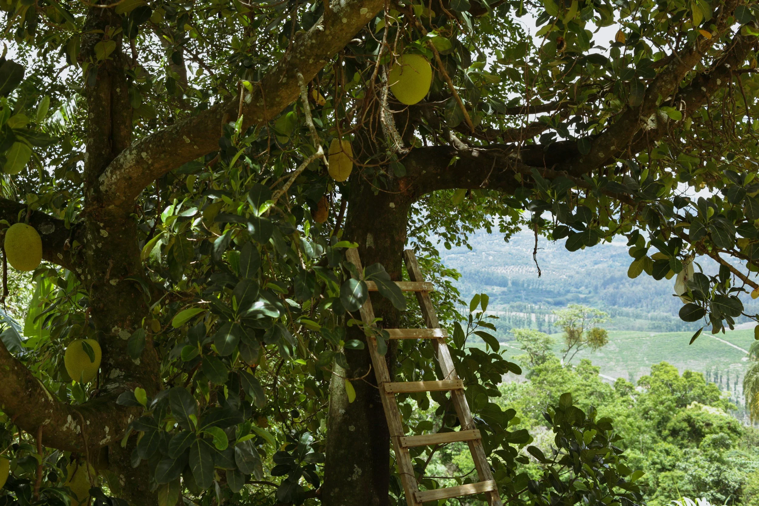 fruit tree with wooden ladder against it