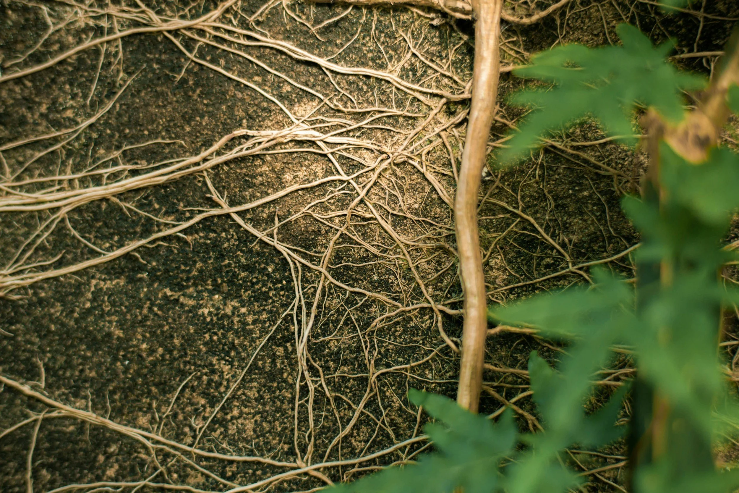 What Are Mycorrhizae? The Soil Fungi That Help Plants Thrive