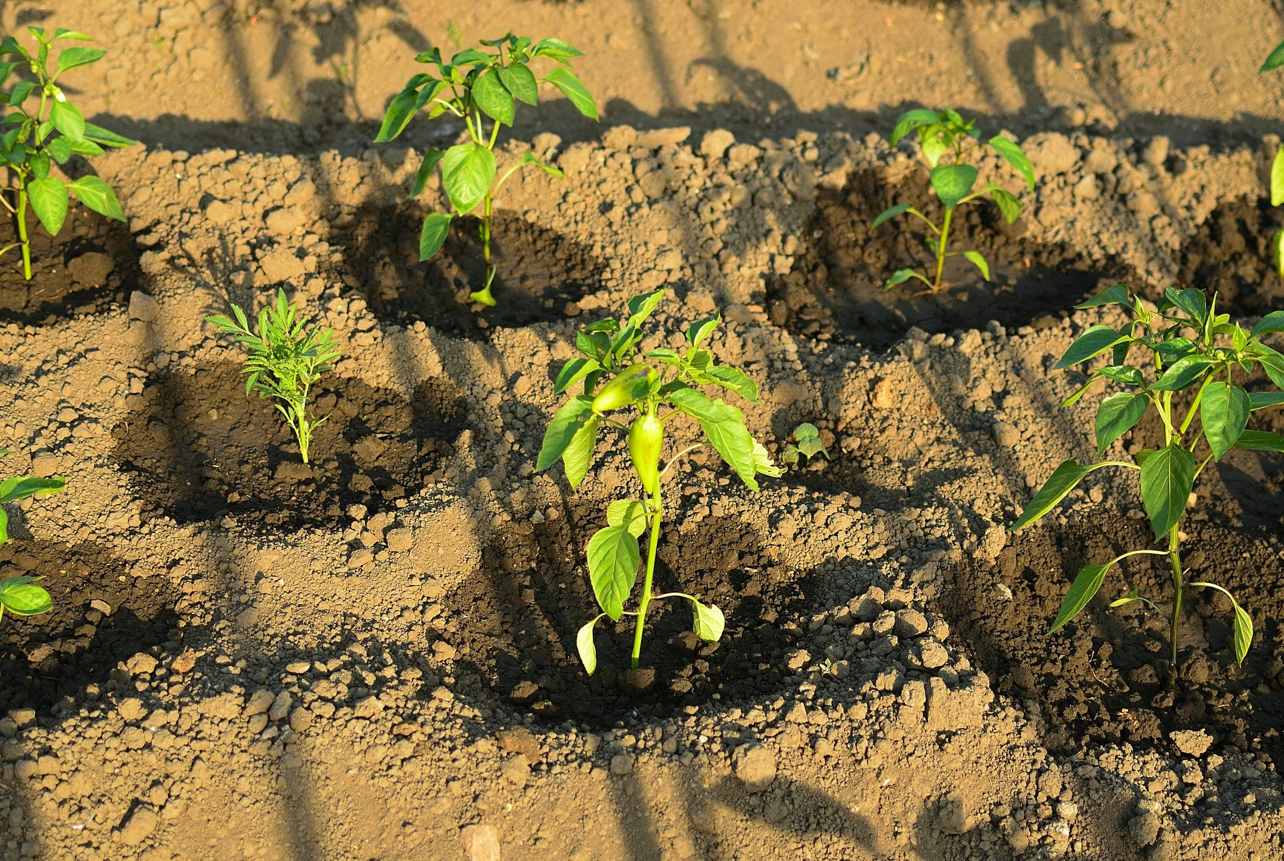 interplanted garden bed with two different vegetables