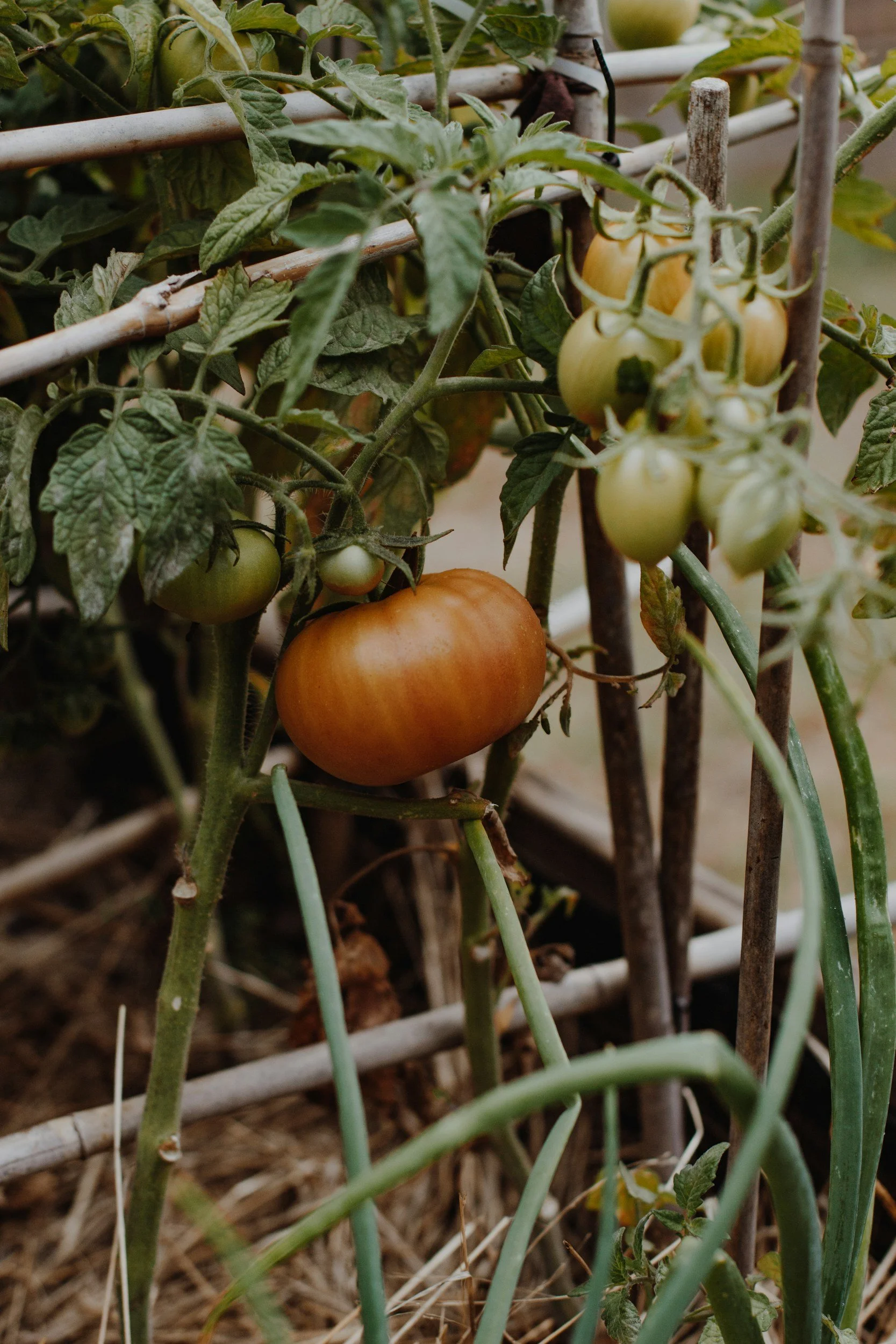 green onion and tomato plants