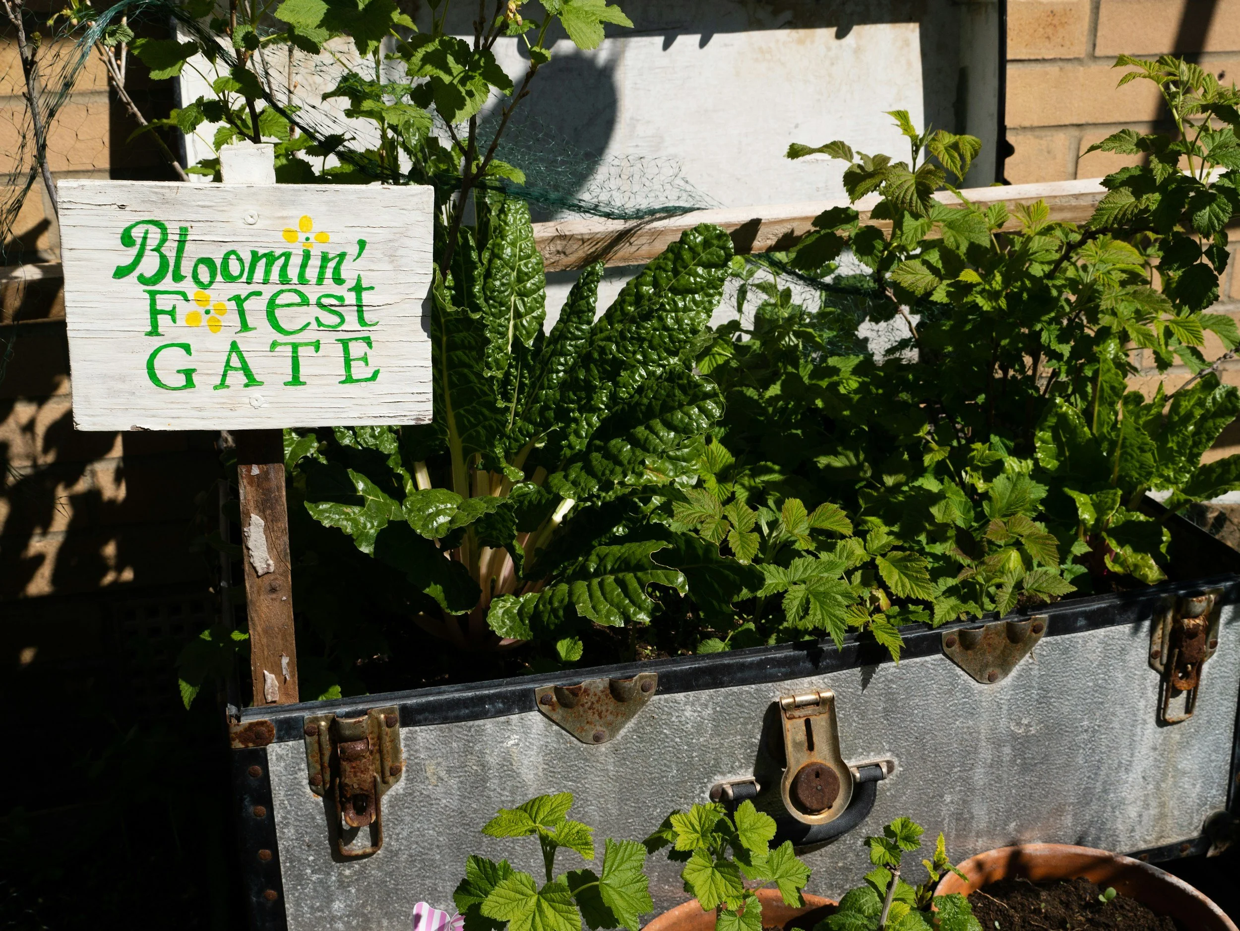 small garden growing in a metal box
