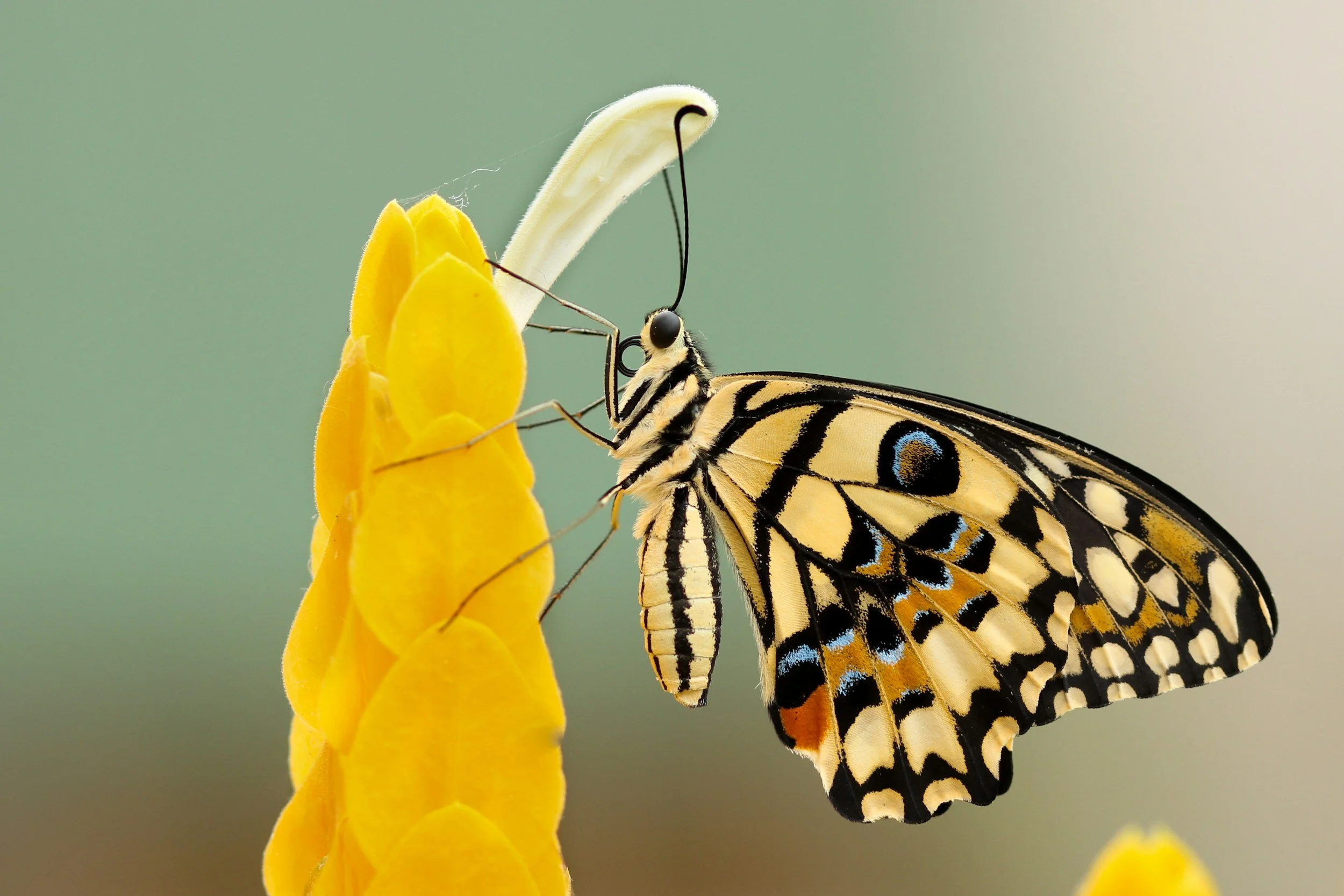 butterfly perched on yellow flower in daytime