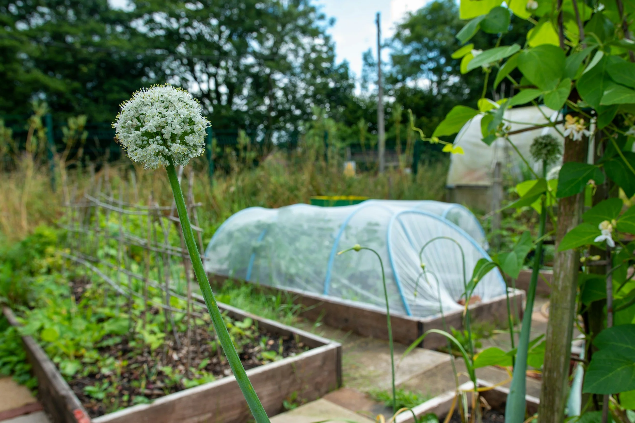 raised garden bed with row cover
