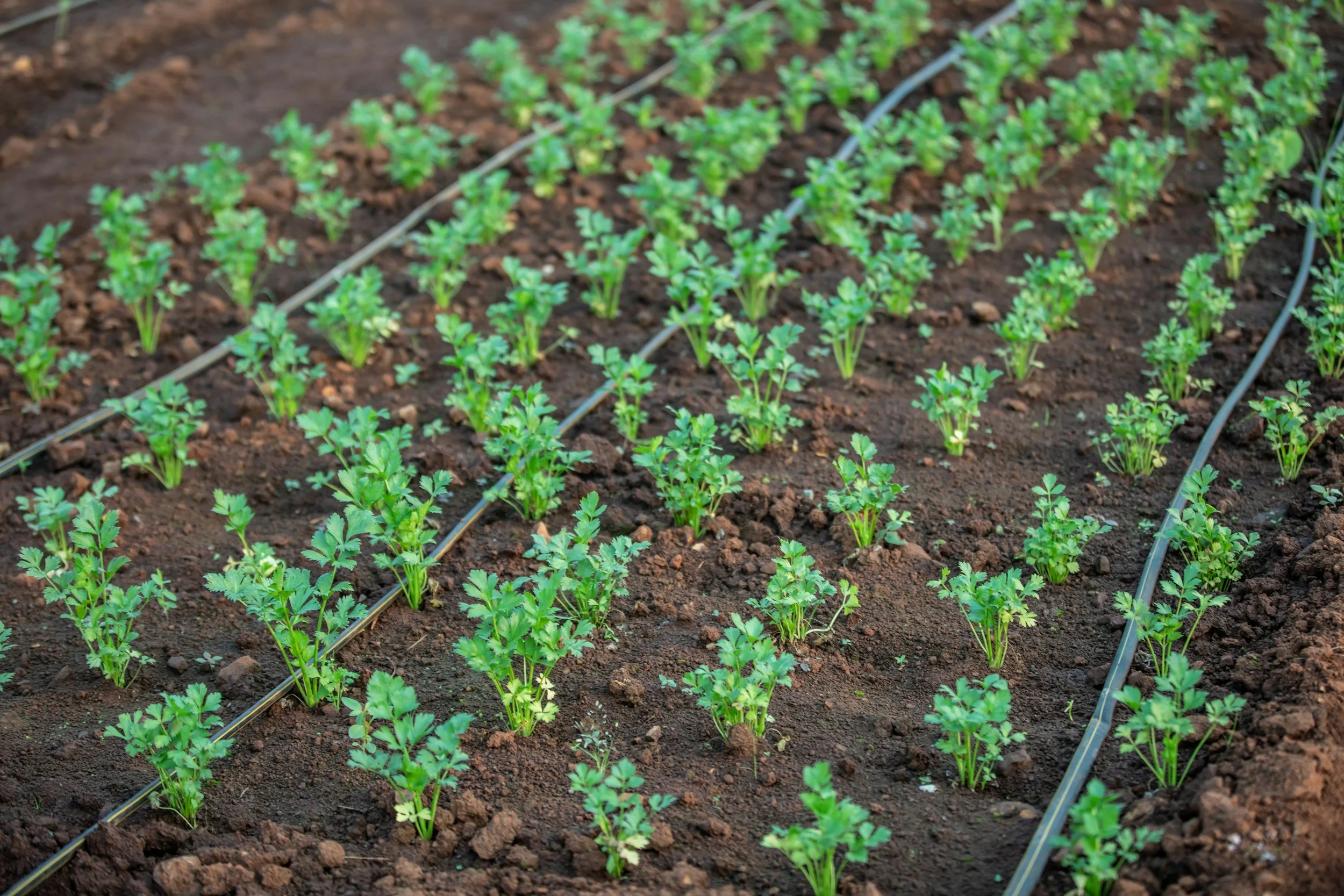 rows of crops with irrigation lines