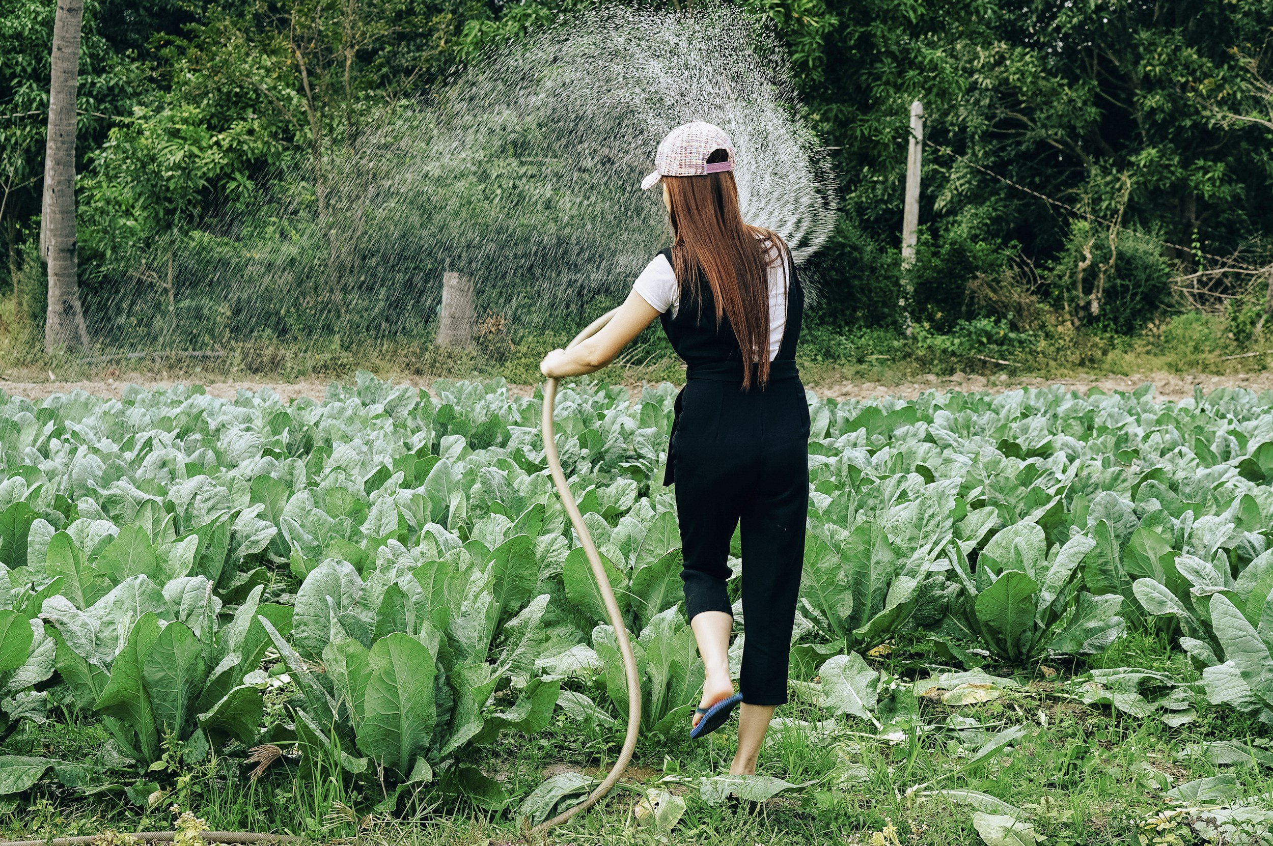 woman in field hand watering crops with a hose