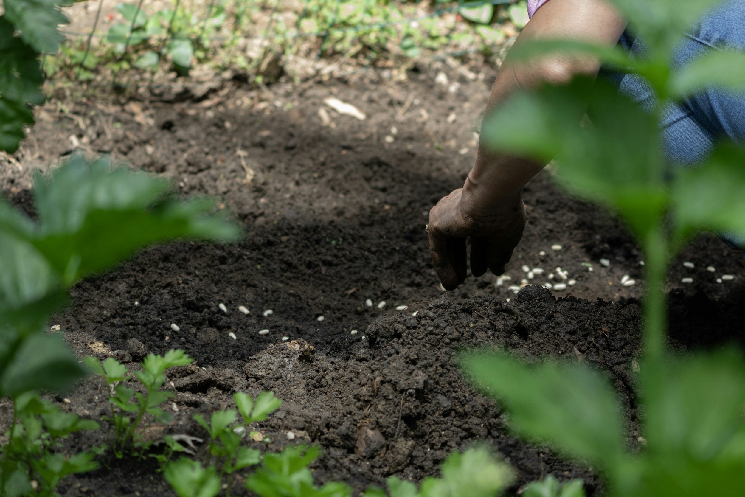 person planting seeds in a garden bed