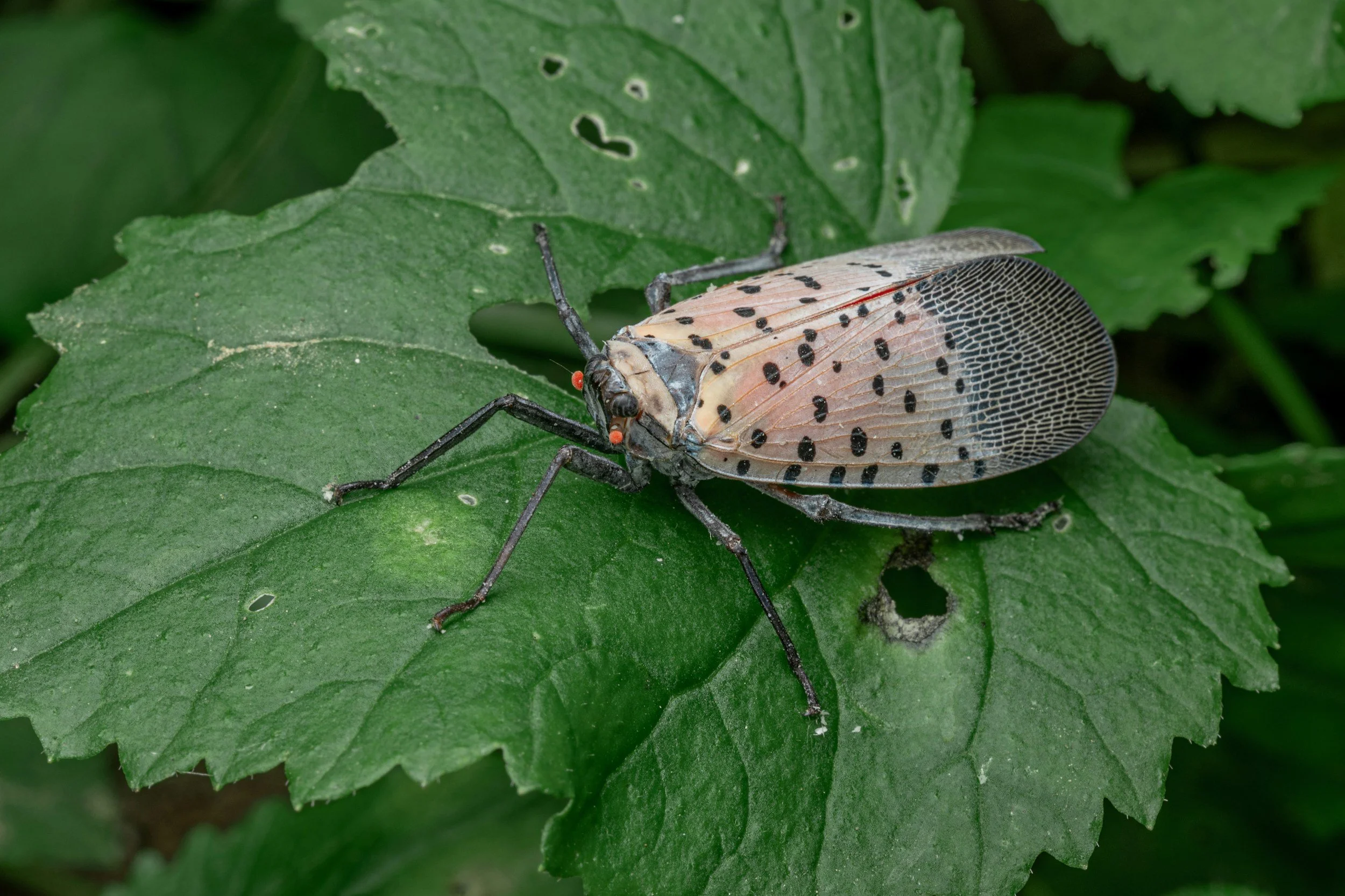 Are Spotted Lanternflies Harmful to Gardens? What to Do If You See Them