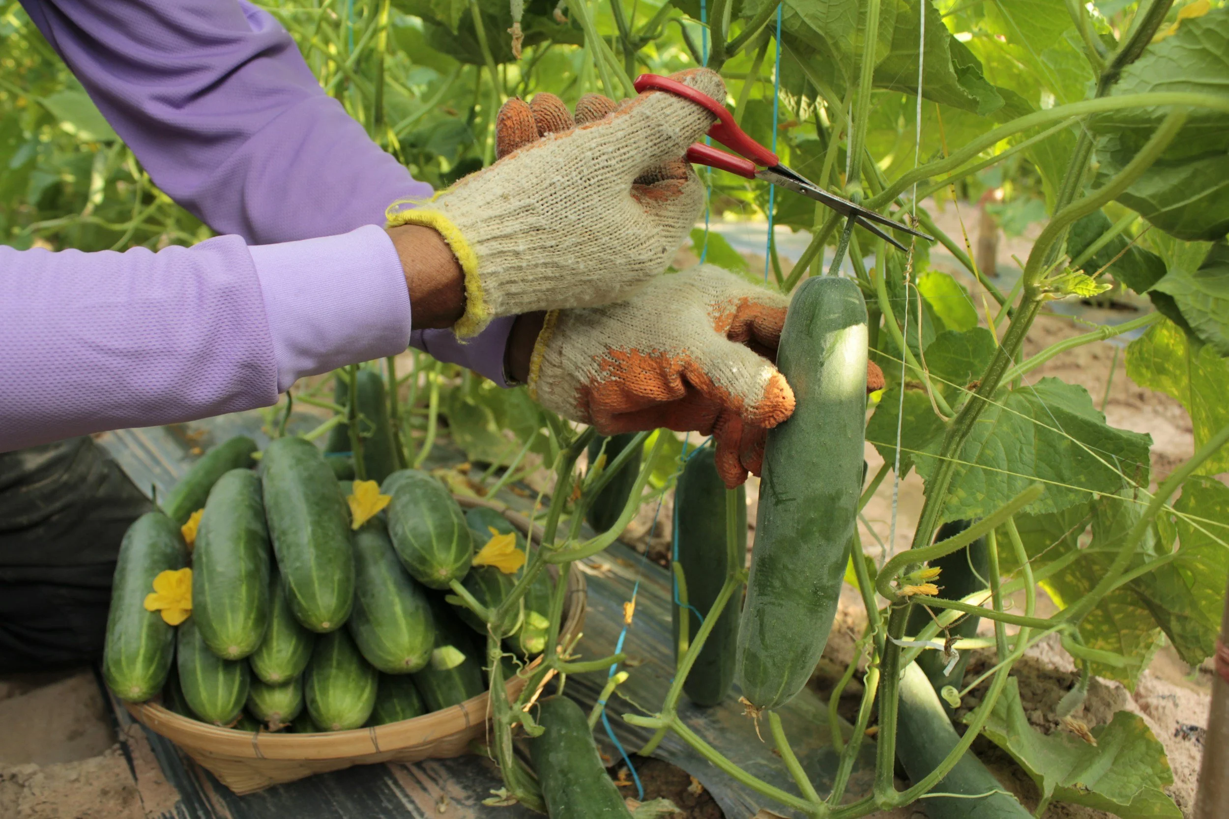 person harvesting a cucumber with a pair of scissors