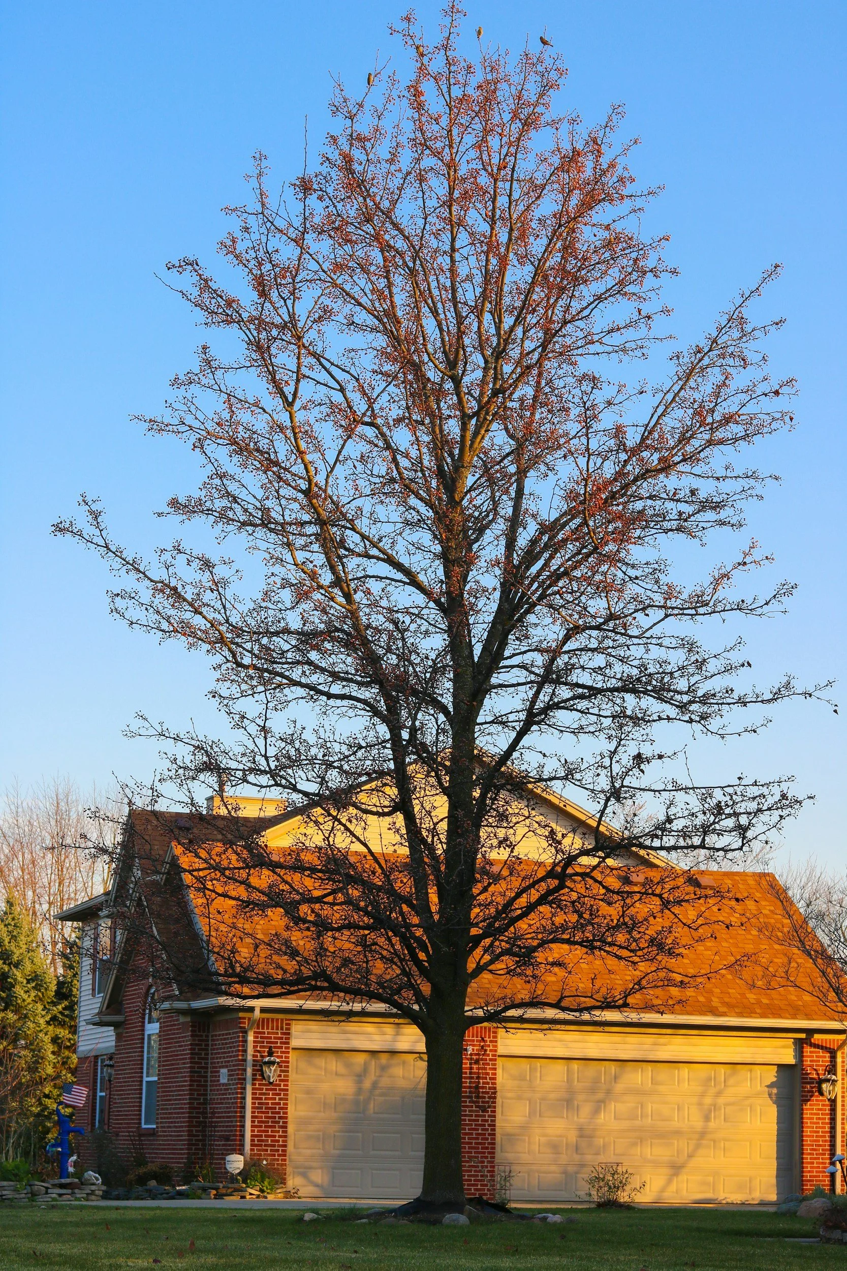 tall tree next to brick house in daytime
