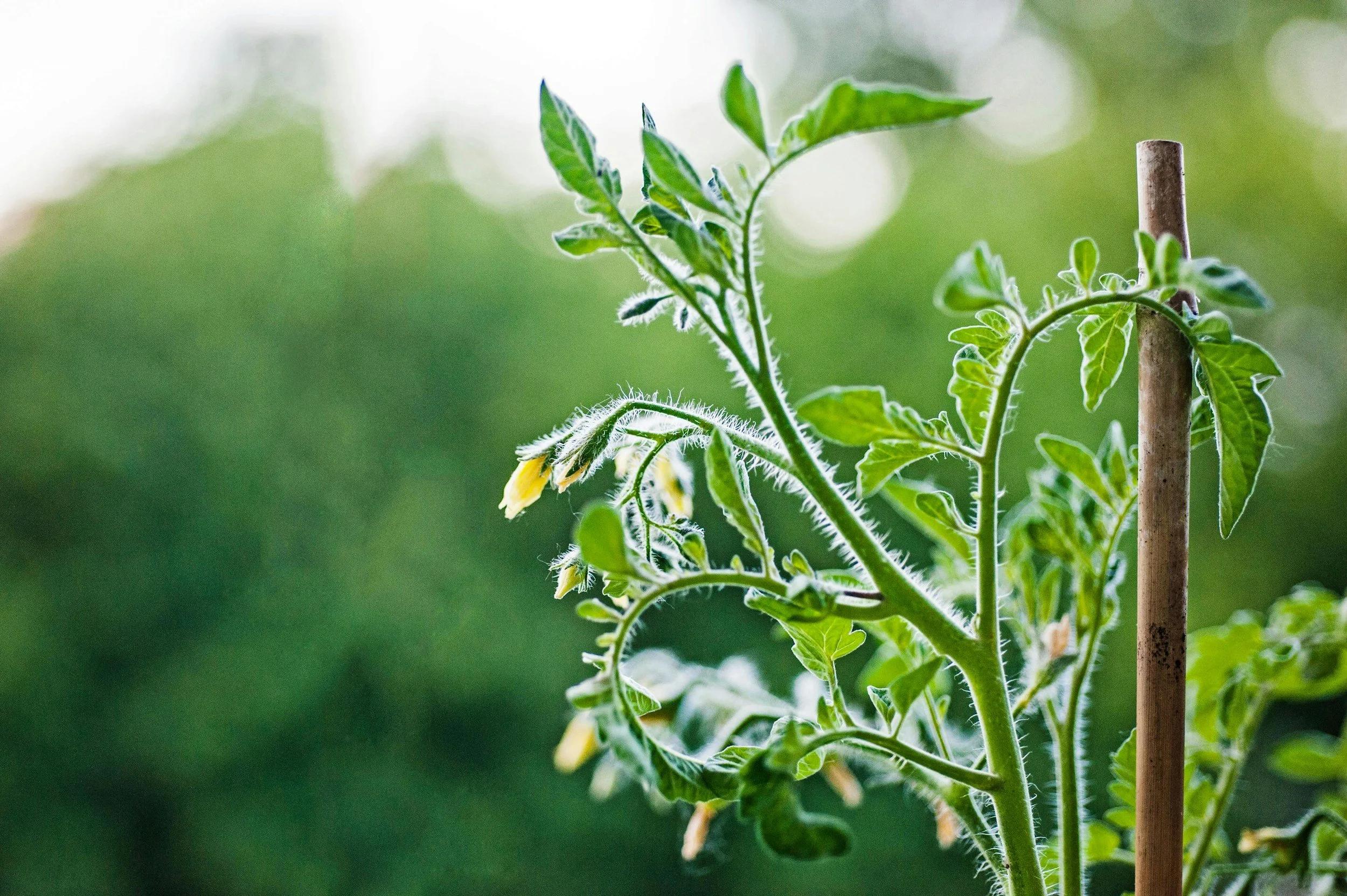 tomato plant with flower buds