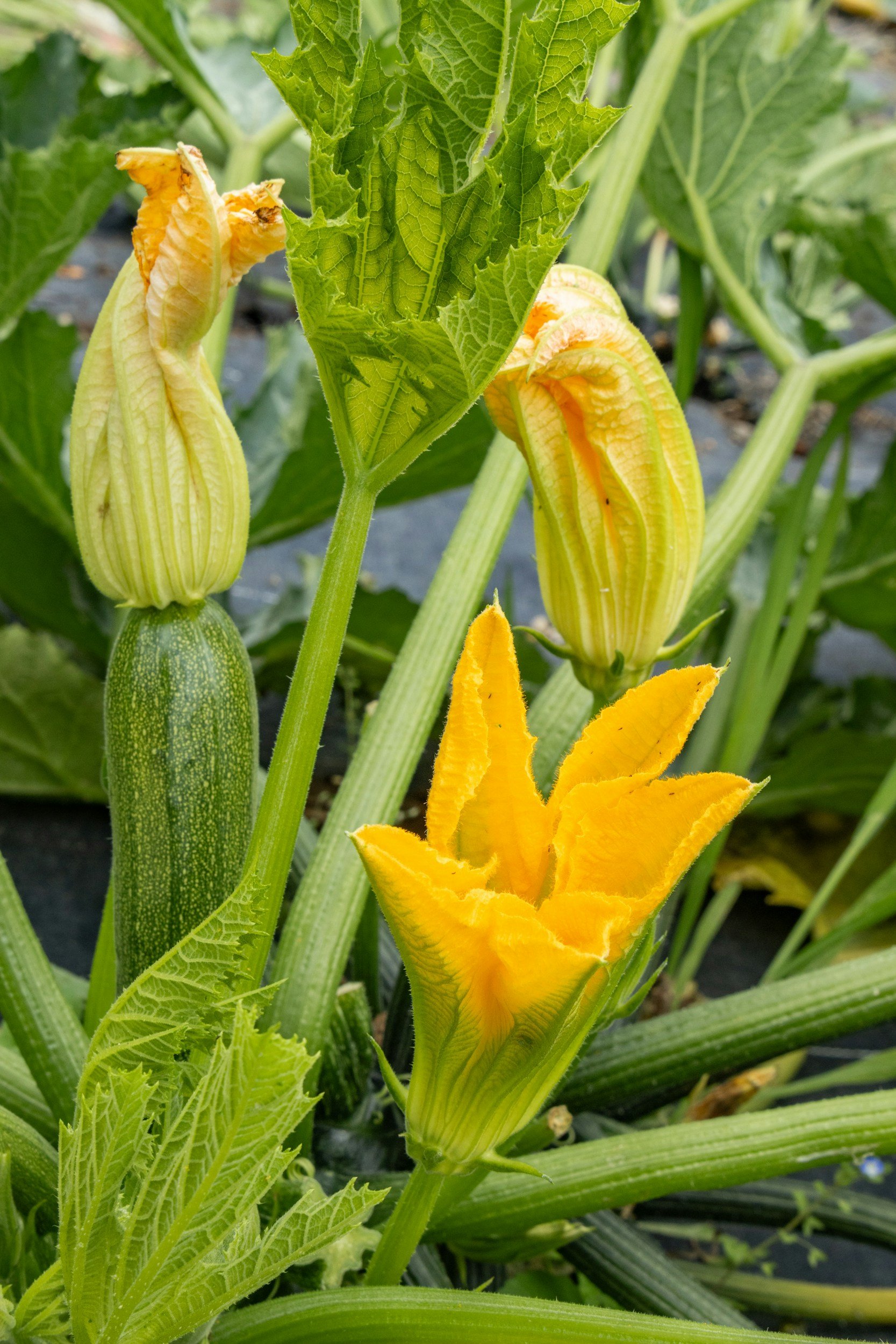 squash plant with male and female flowers