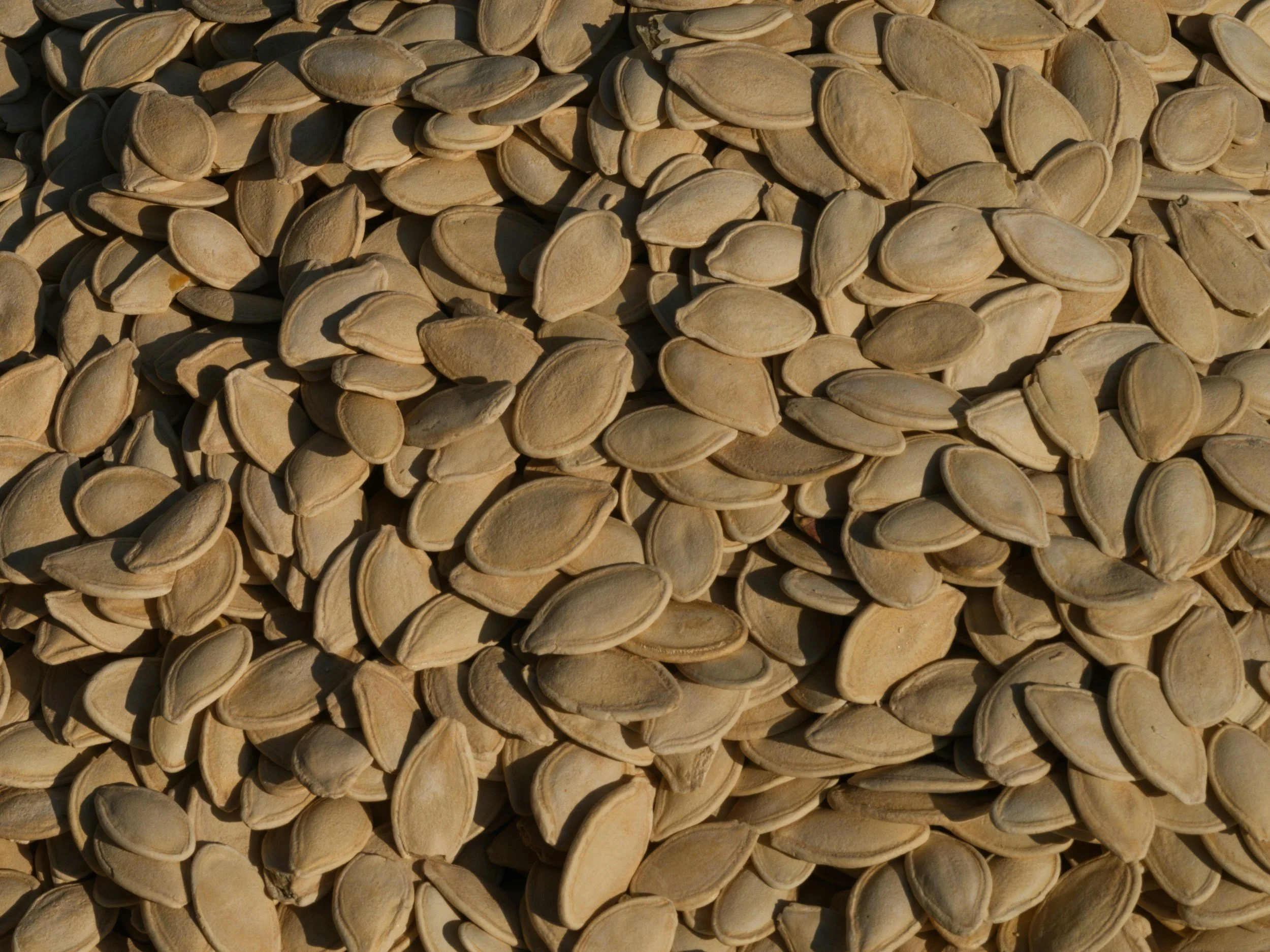 a pile of pumpkin seeds
