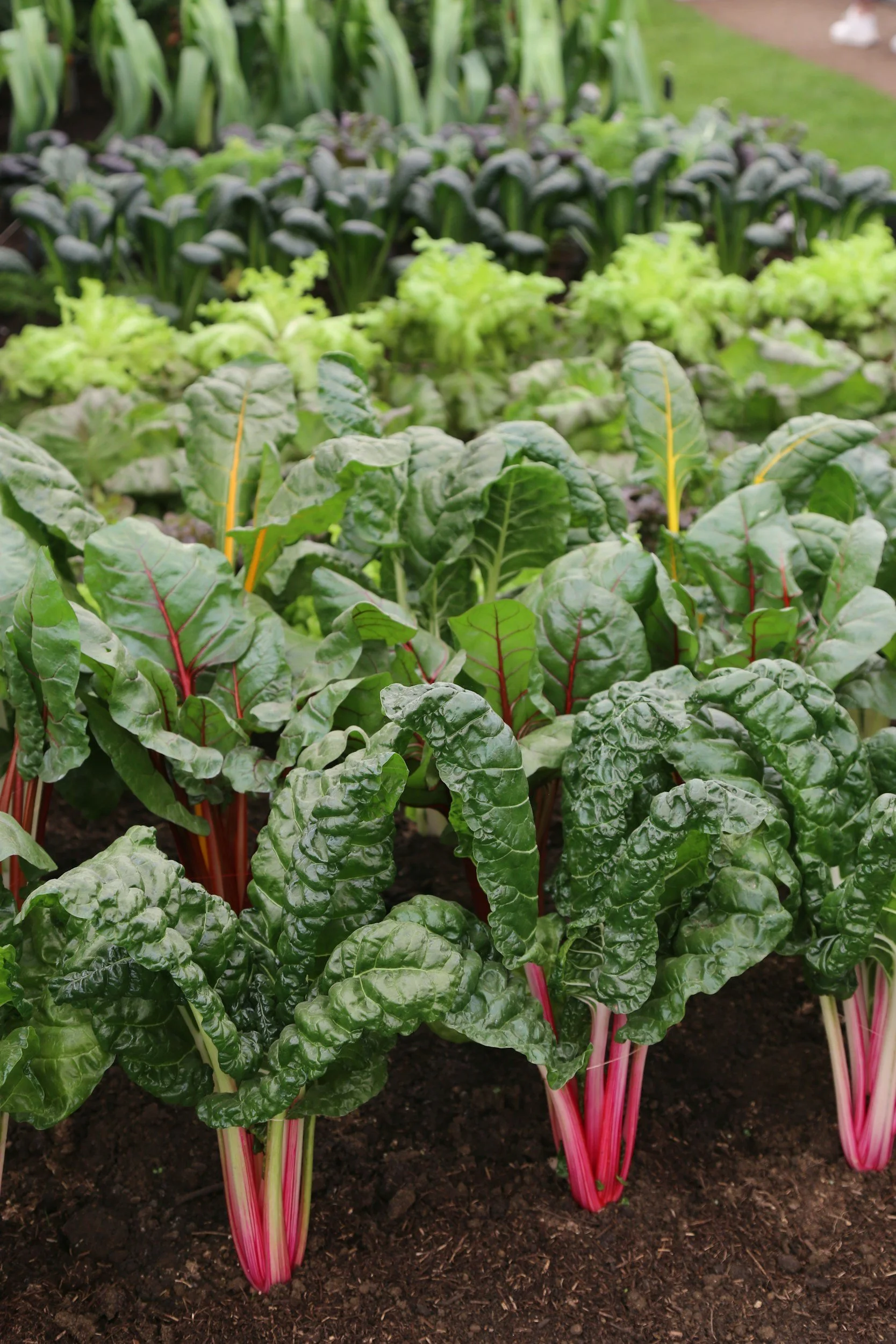 a garden filled with lots of leafy green plants