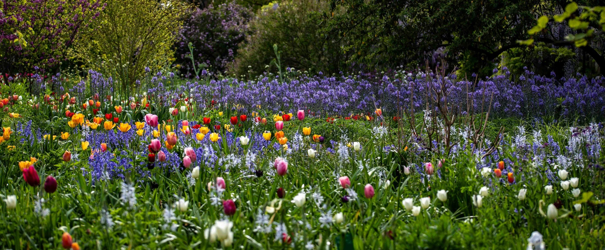 a colorful flower garden