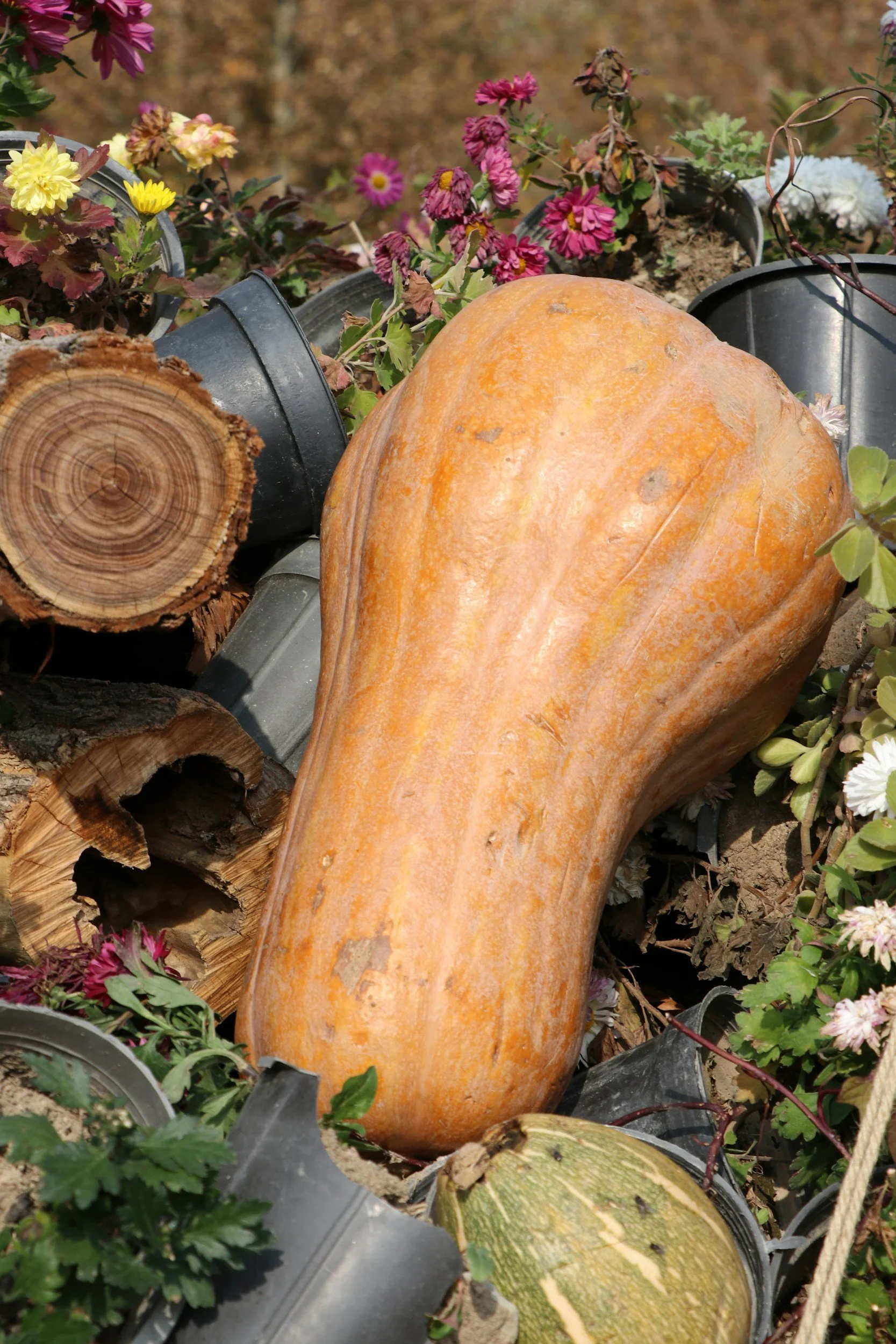 winter squash in a garden on top of flowers