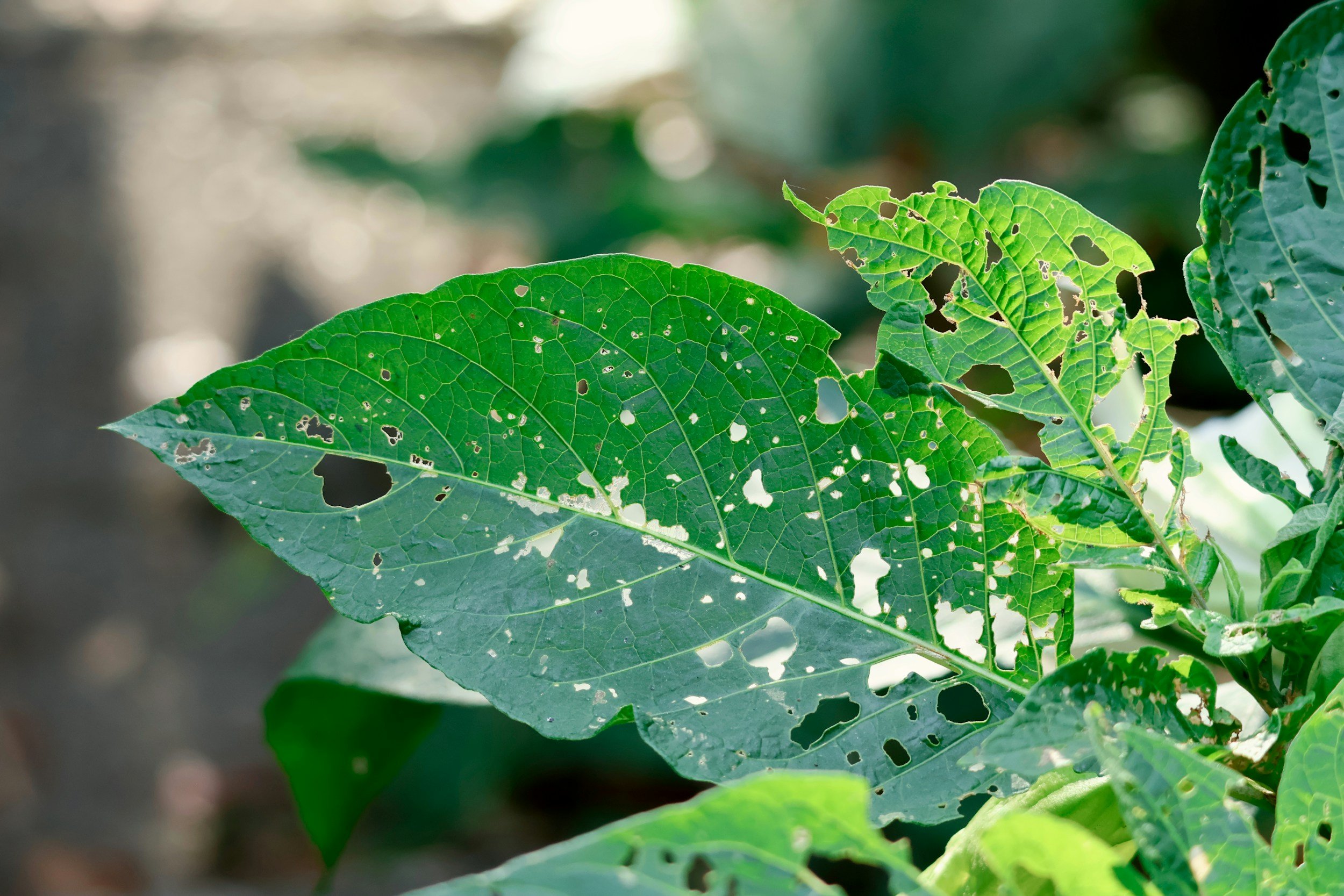 holes in a leaf on a plant in a garden