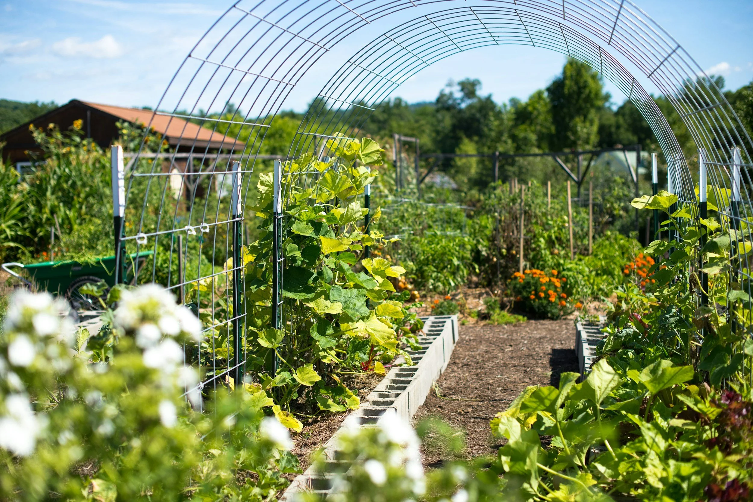 a vegetable garden