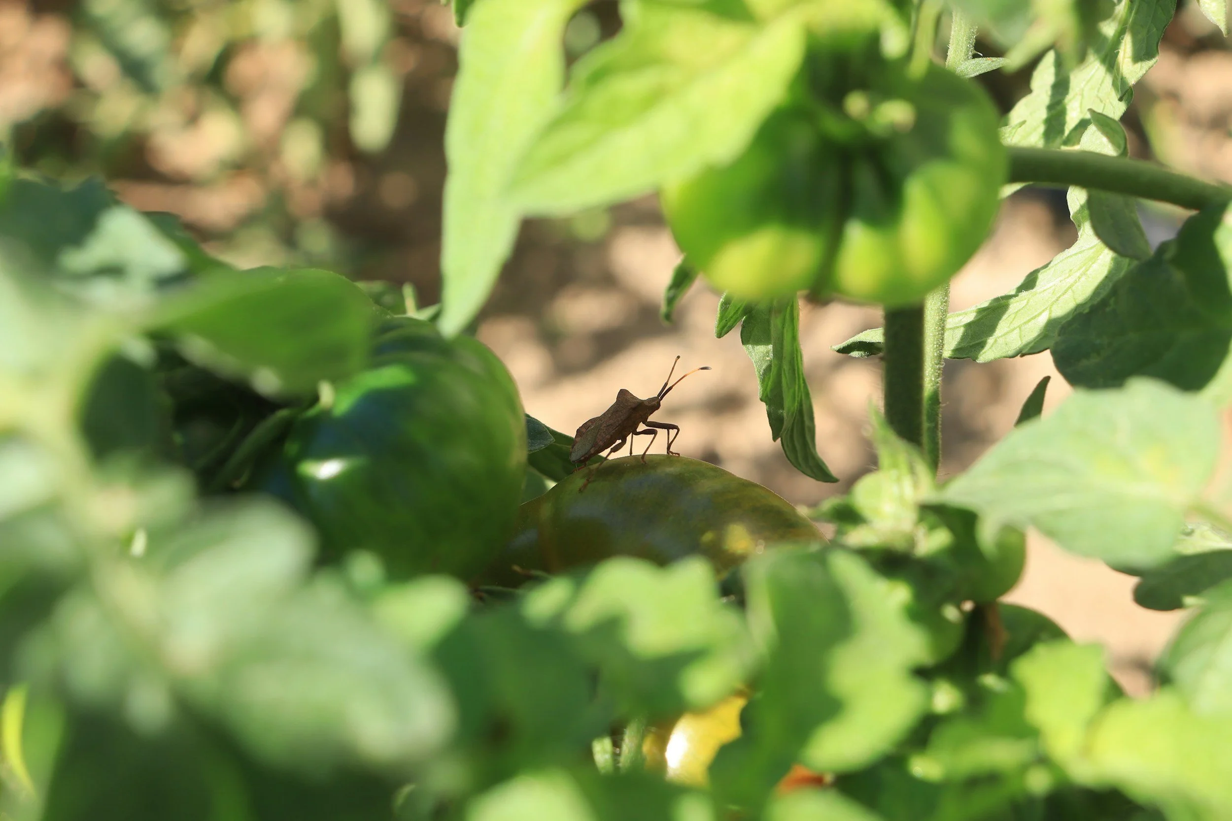 How a Healthy Garden Naturally Reduces Common Pest Problems
