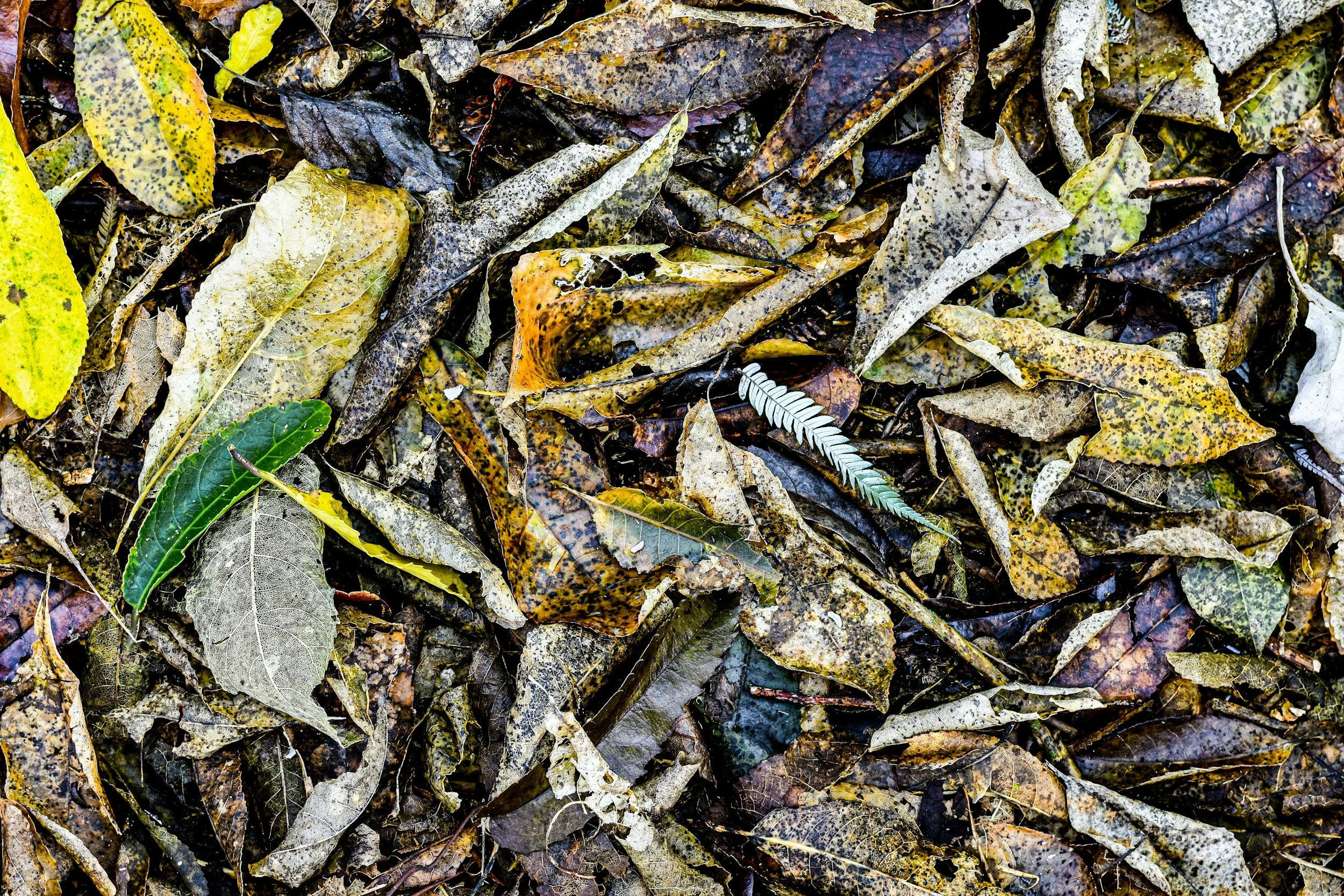 Composting in Fall: What to Add, What to Avoid, and How to Keep It Working