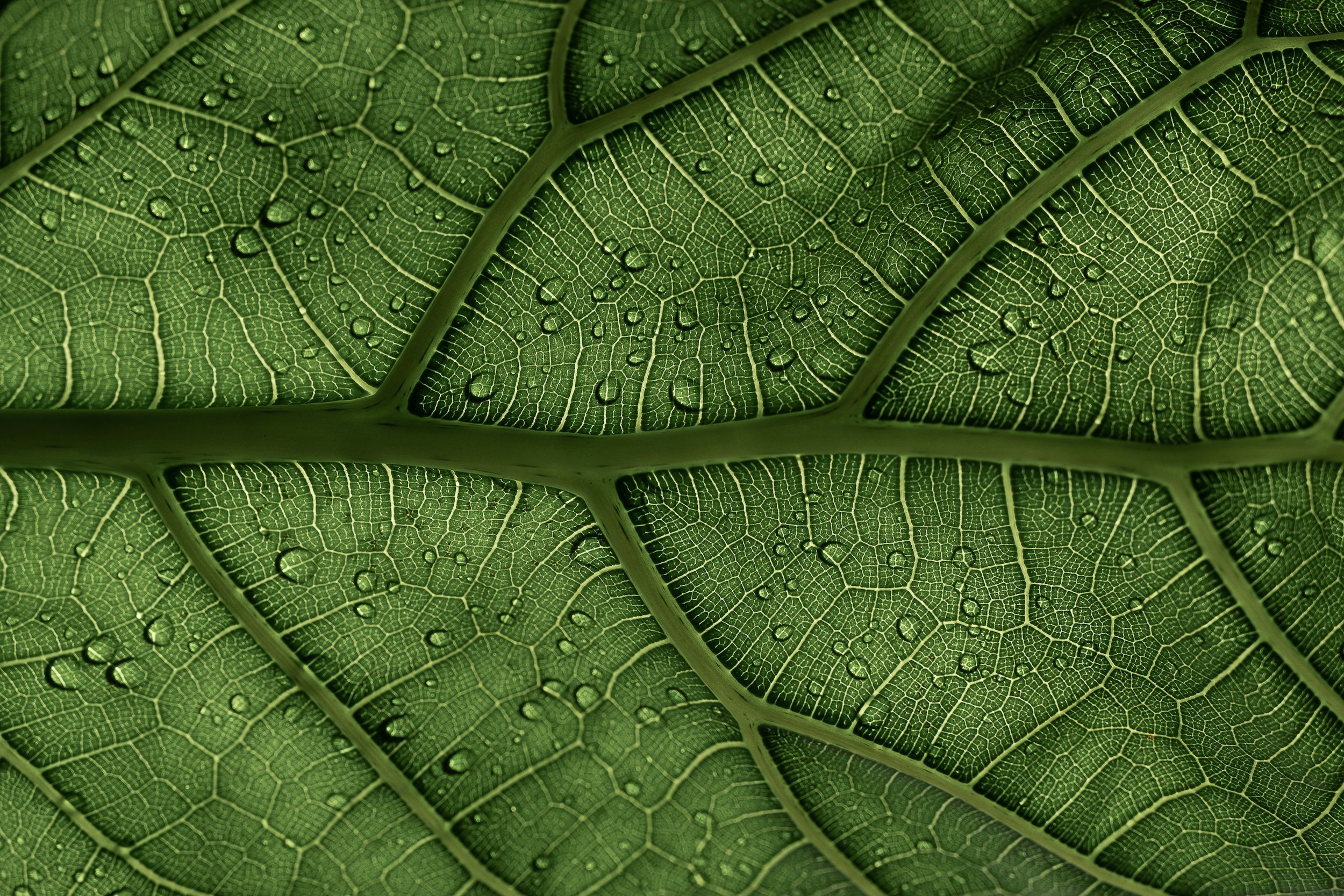 close up of leaf stomata with water droplets