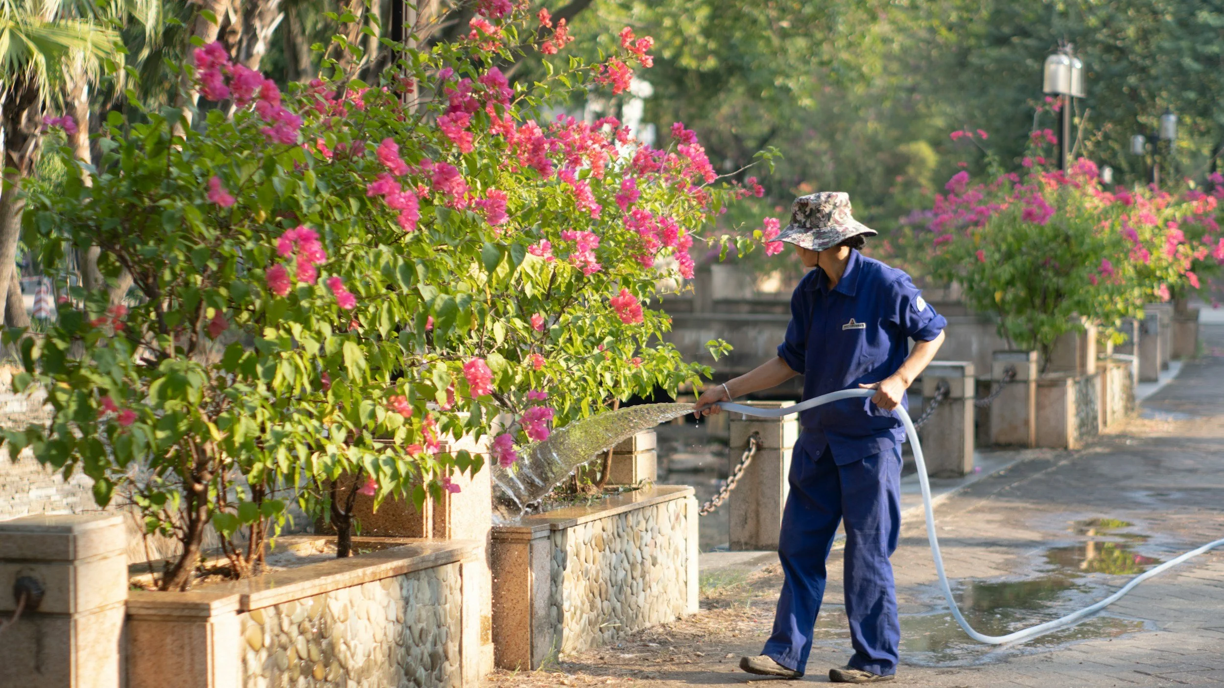 person spraying ornamental flowers