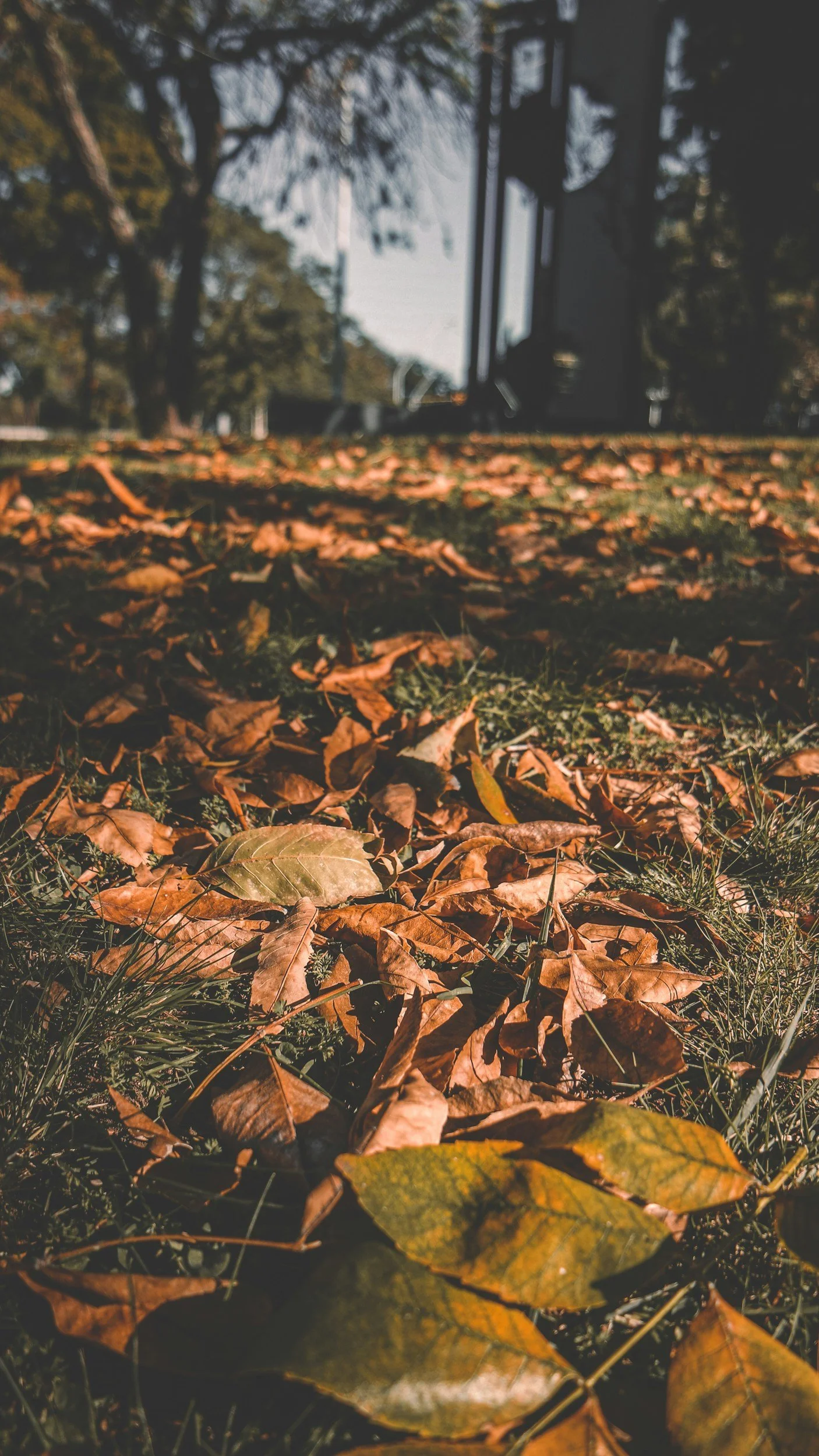 fallen leaves on the ground
