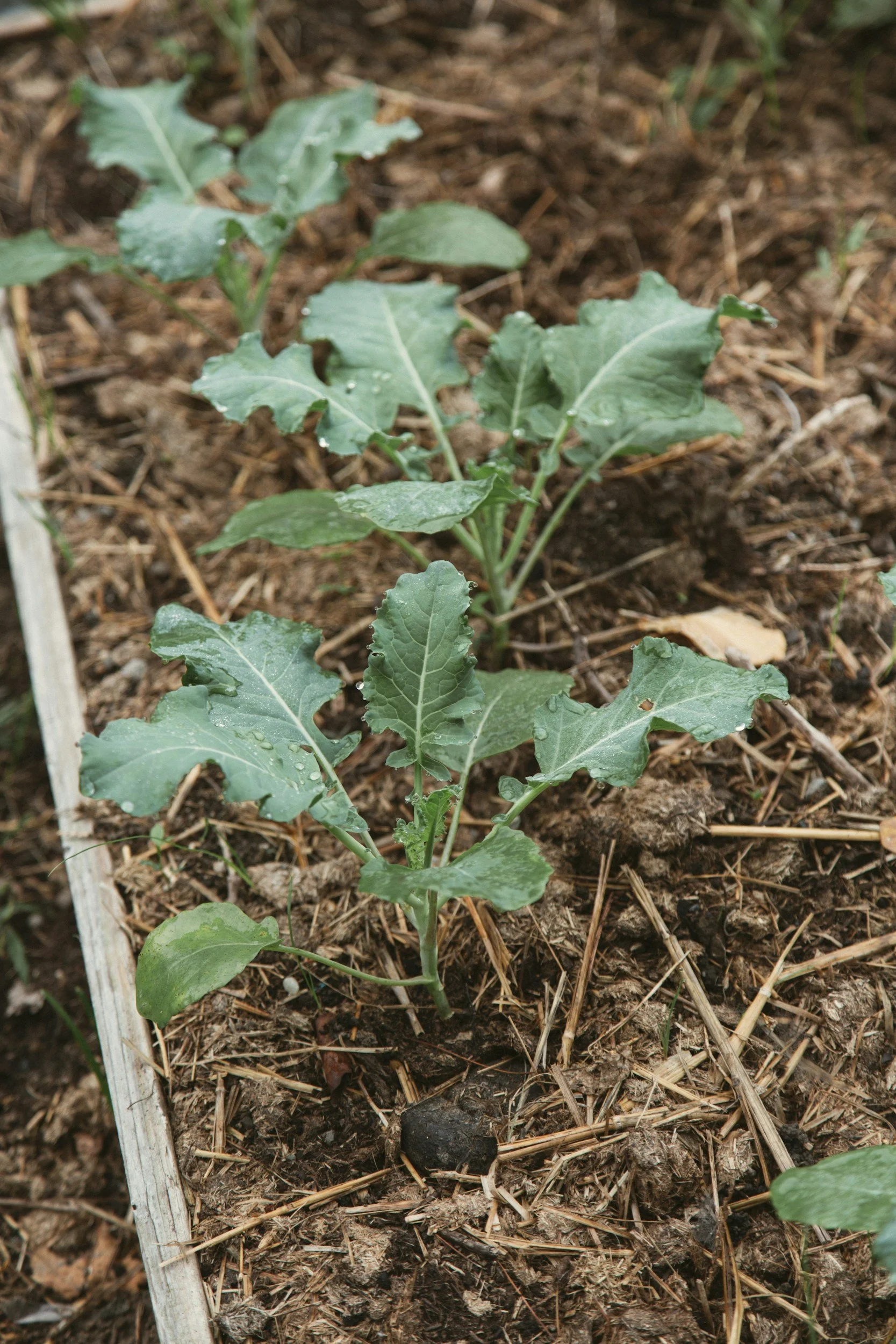 kale in vegetable bed with straw mulch