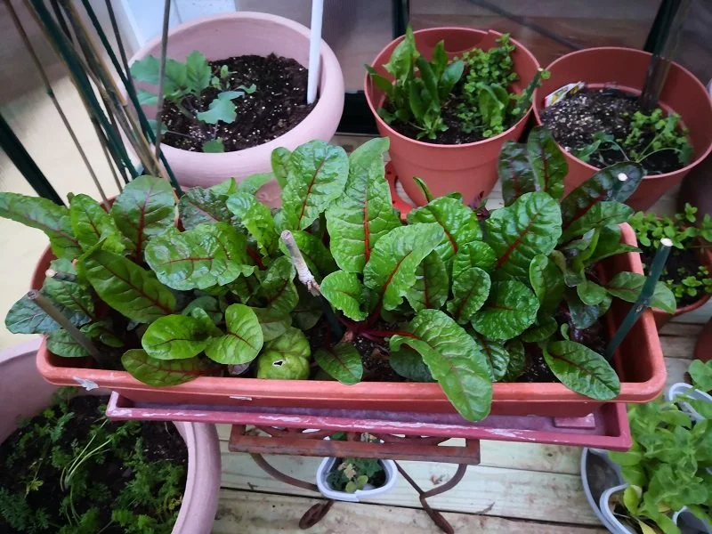 potted plants on a deck