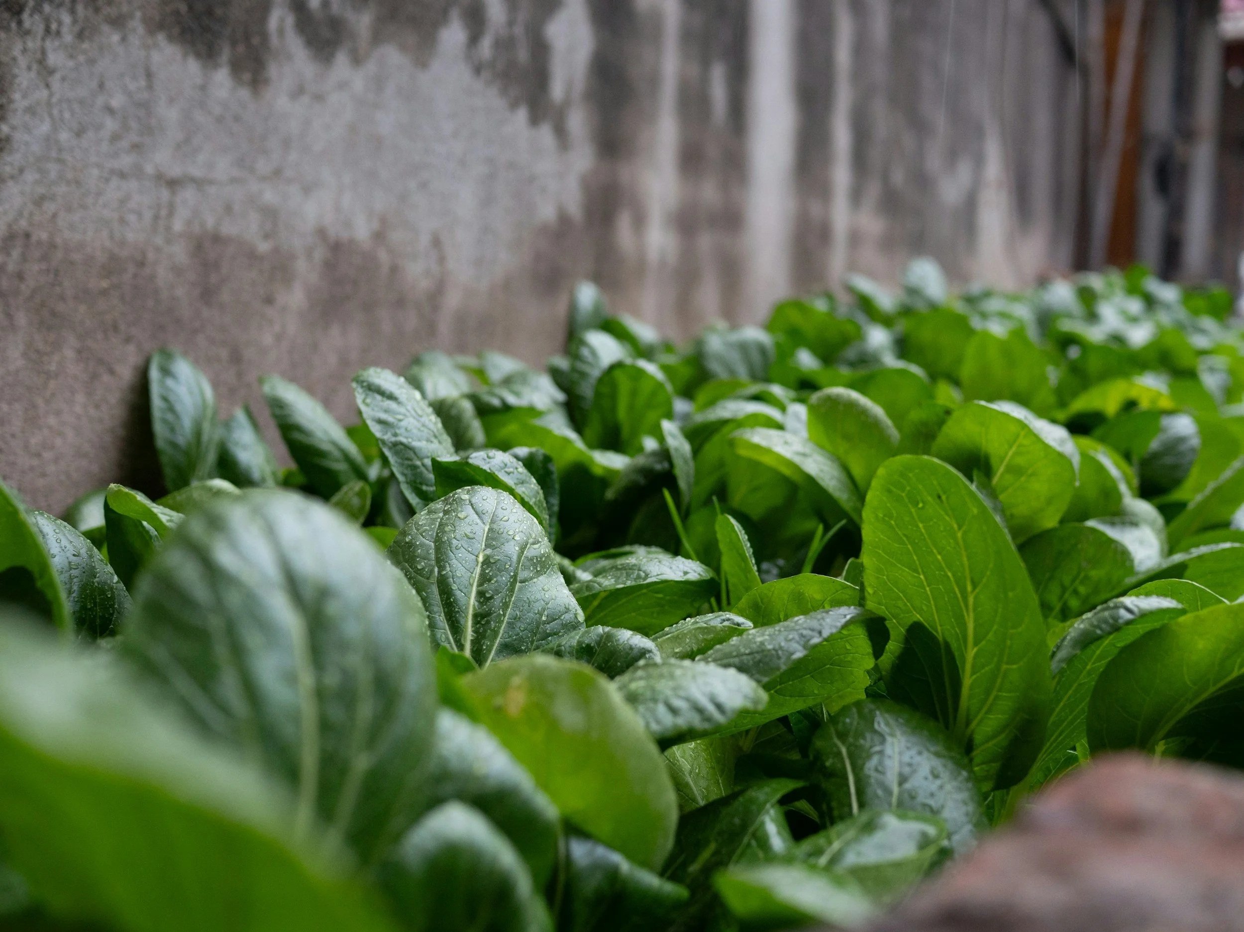 Asian greens growing in a garden