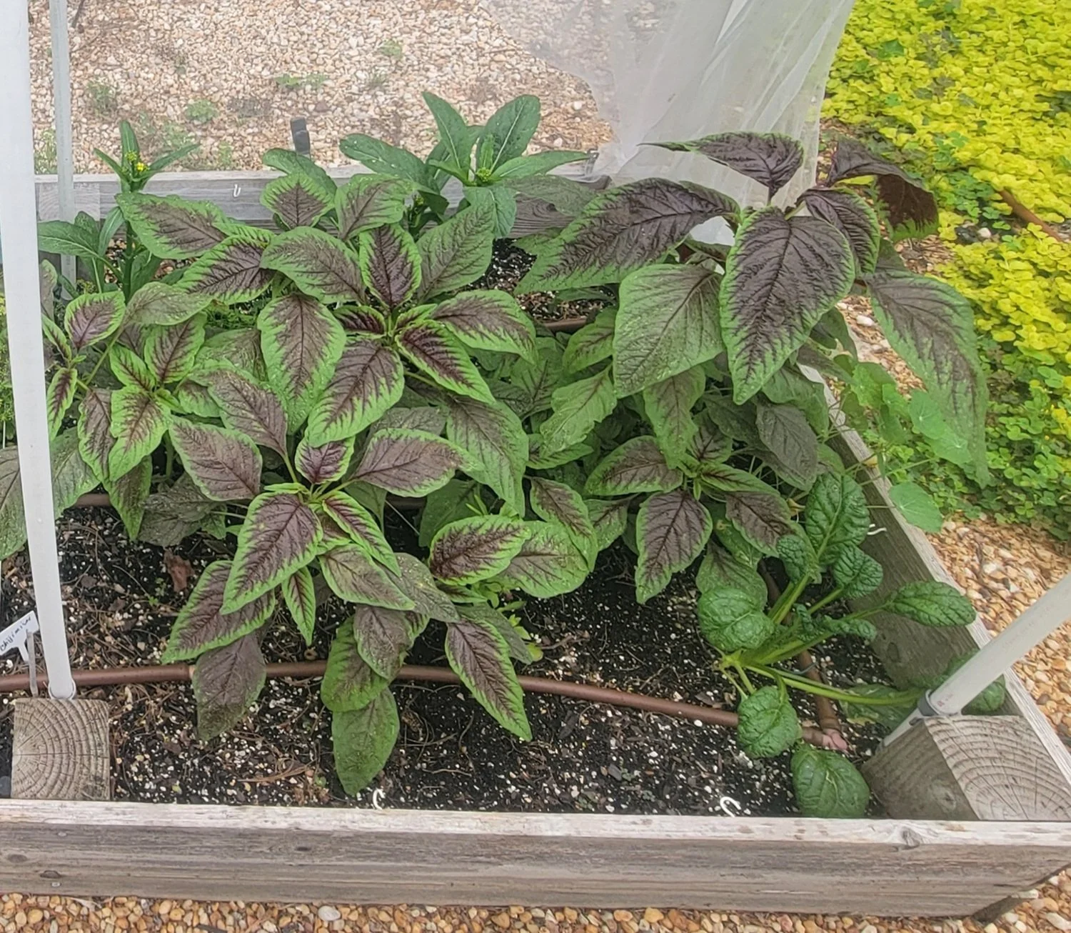 amaranth greens growing in a raised bed garden