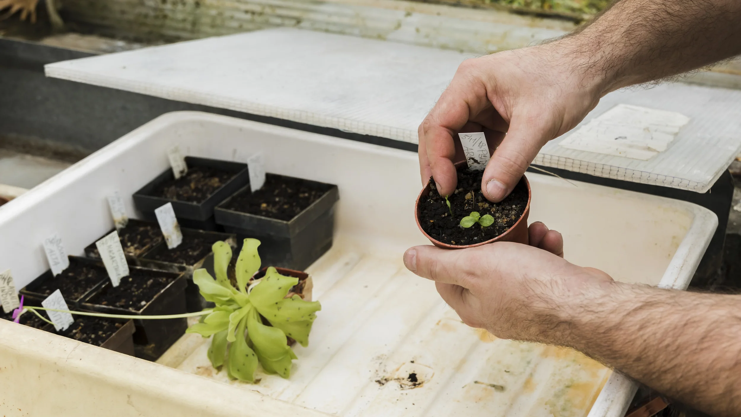 seedlings in small pots being placed in a tray