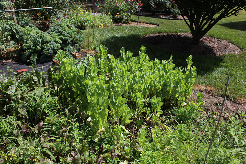 garden lettuce bolting in the heat
