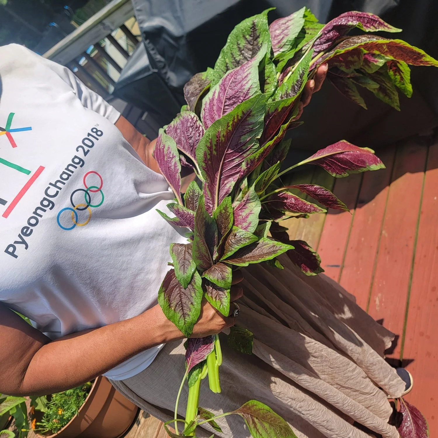 woman holding a harvested bunch of amaranth greens