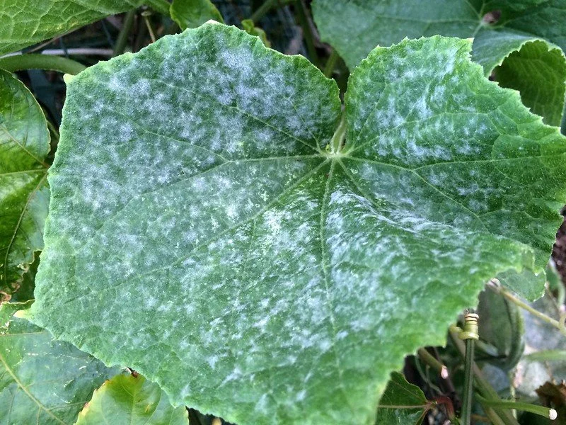 powdery mildew on a zucchini plant