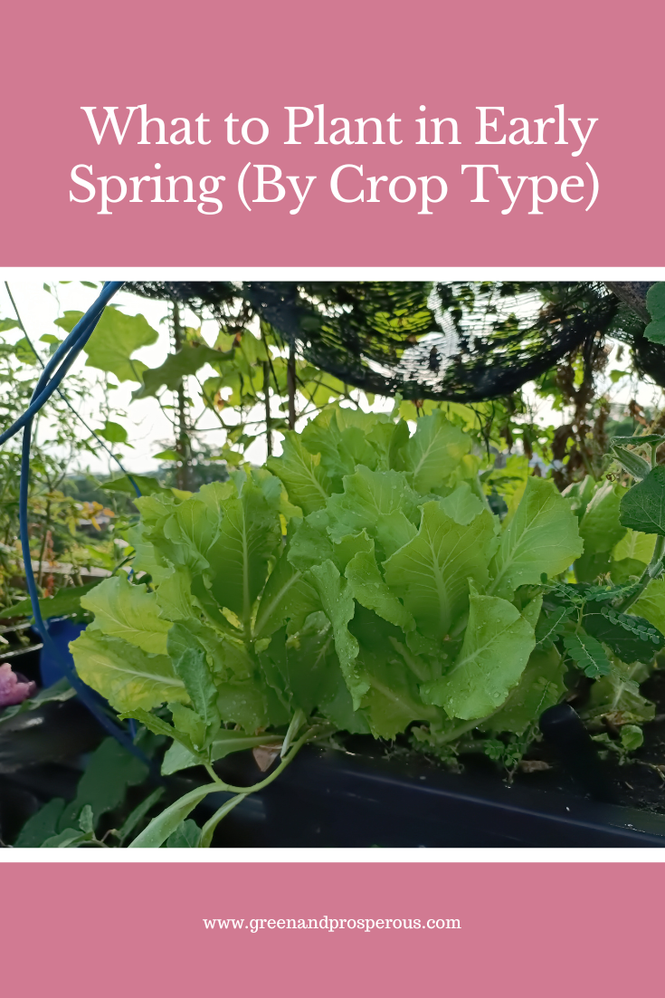 What to Plant in Early Spring (By Crop Type)