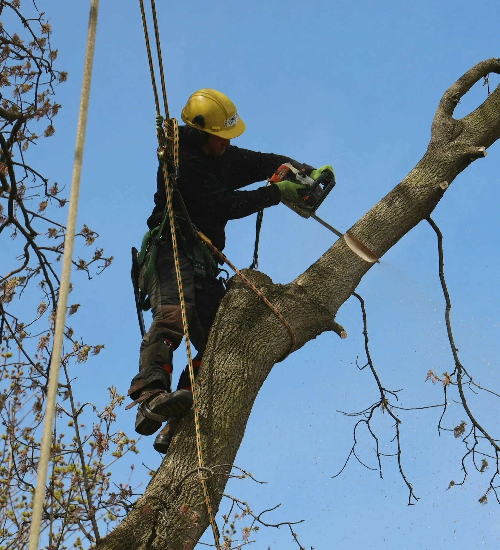 Why Responsible Tree Removal Is One of the Best Things You Can Do for Your Urban Landscape