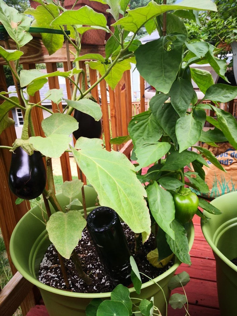 green peppers and eggplants in container vegetable garden