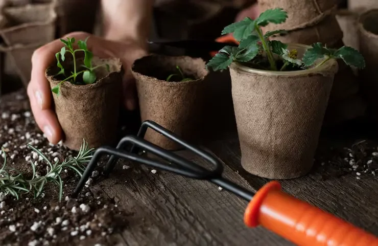 seedlings in peat pot on a wooden table with gardening fork