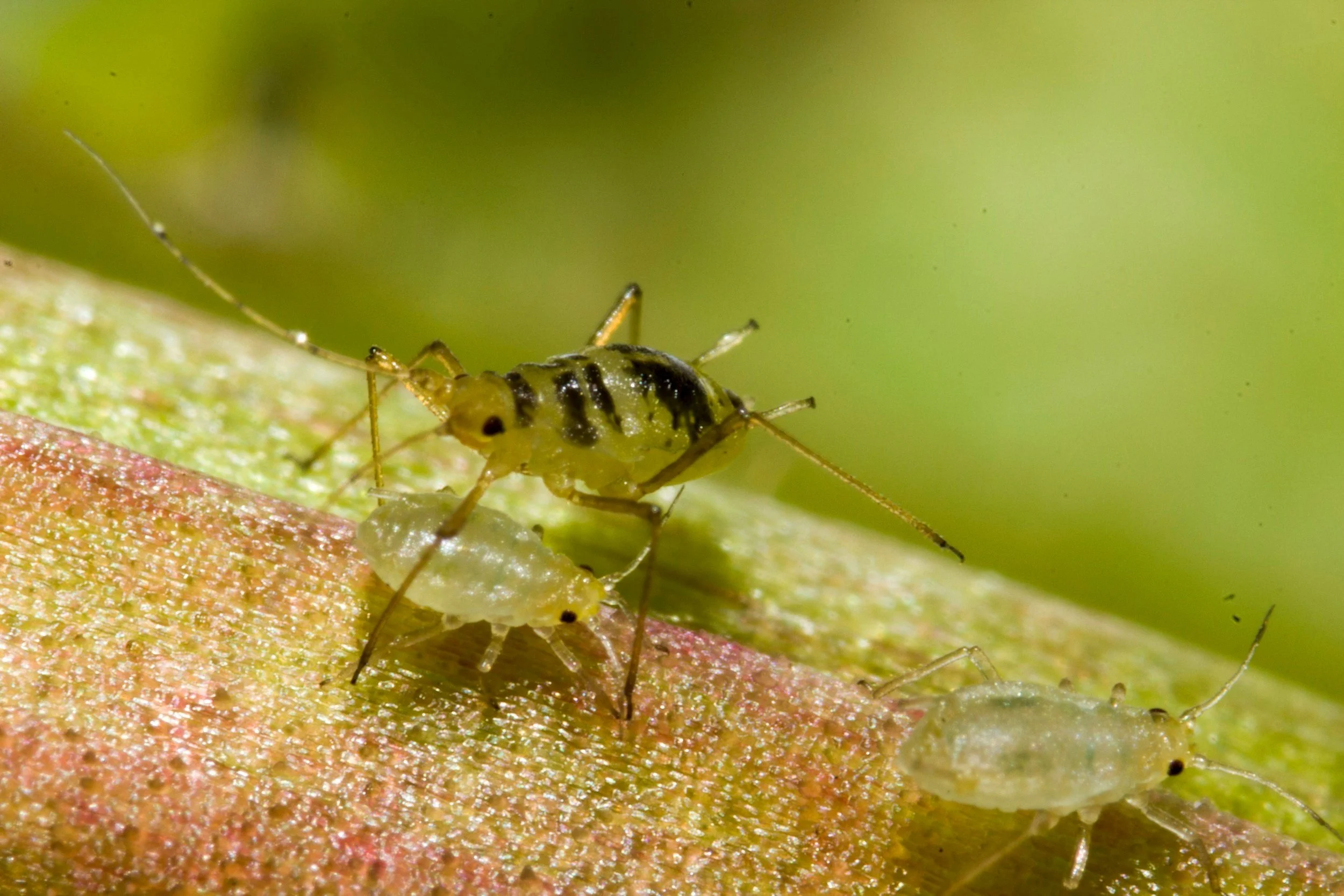 How to Control Aphids in the Garden Naturally