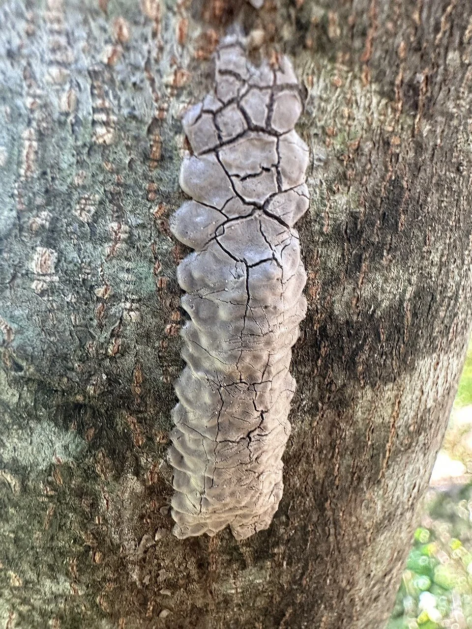 spotted lanternfly eggs