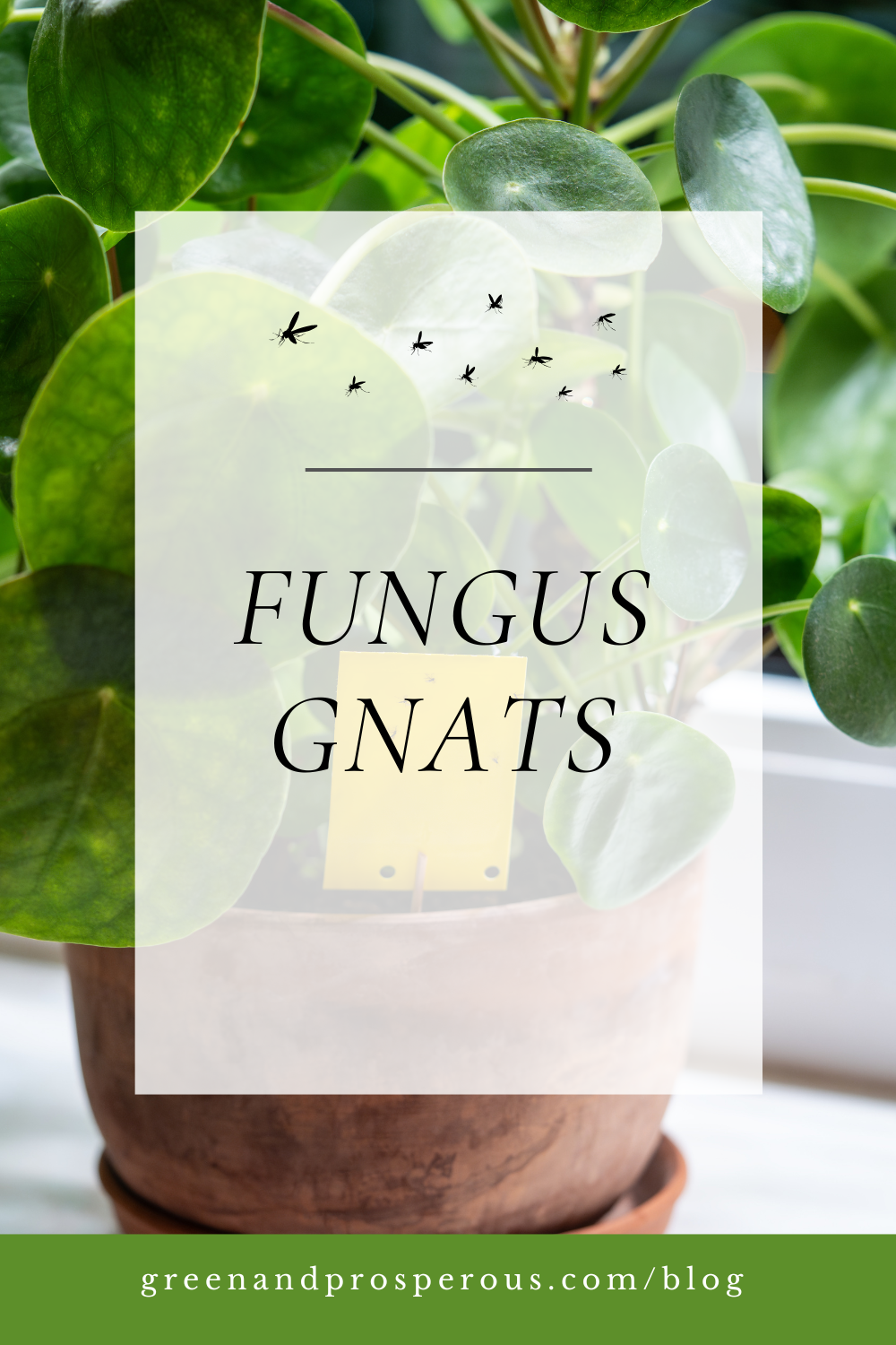 Fungus gnats around houseplant soil illustrating natural ways to eliminate fungus gnats in houseplants
