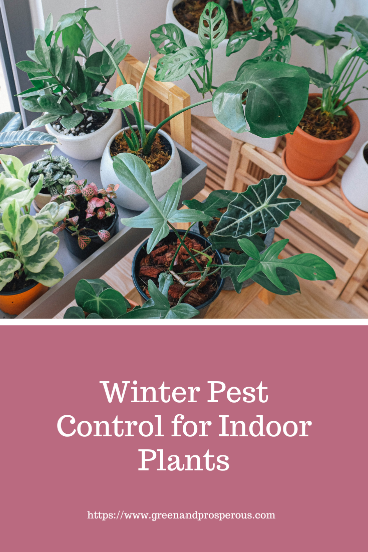 Keep houseplants healthy this winter with natural pest control for fungus gnats, mealybugs, thrips, spider mites, and more. Easy fixes backed by science.